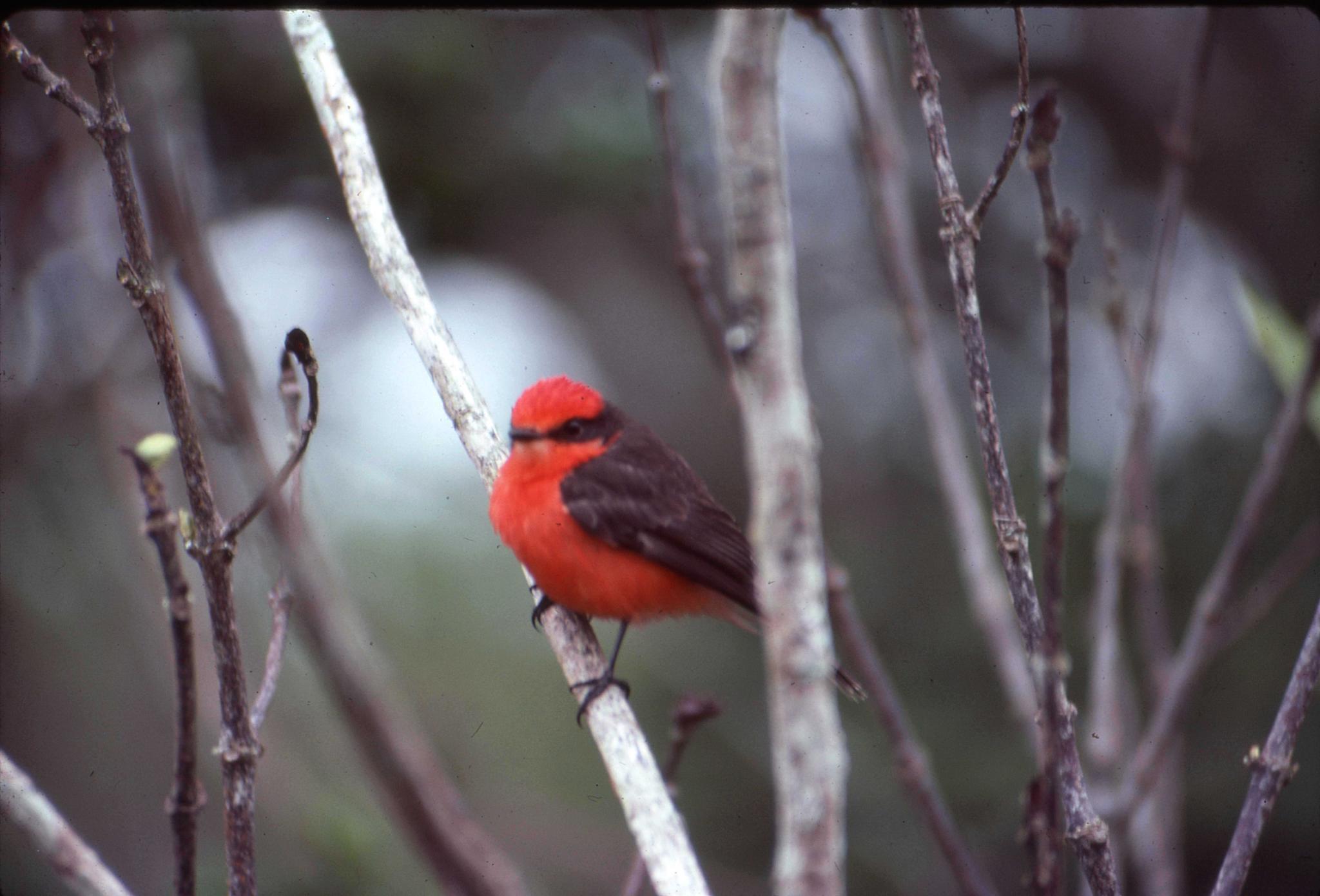 Brujo Flycatcher