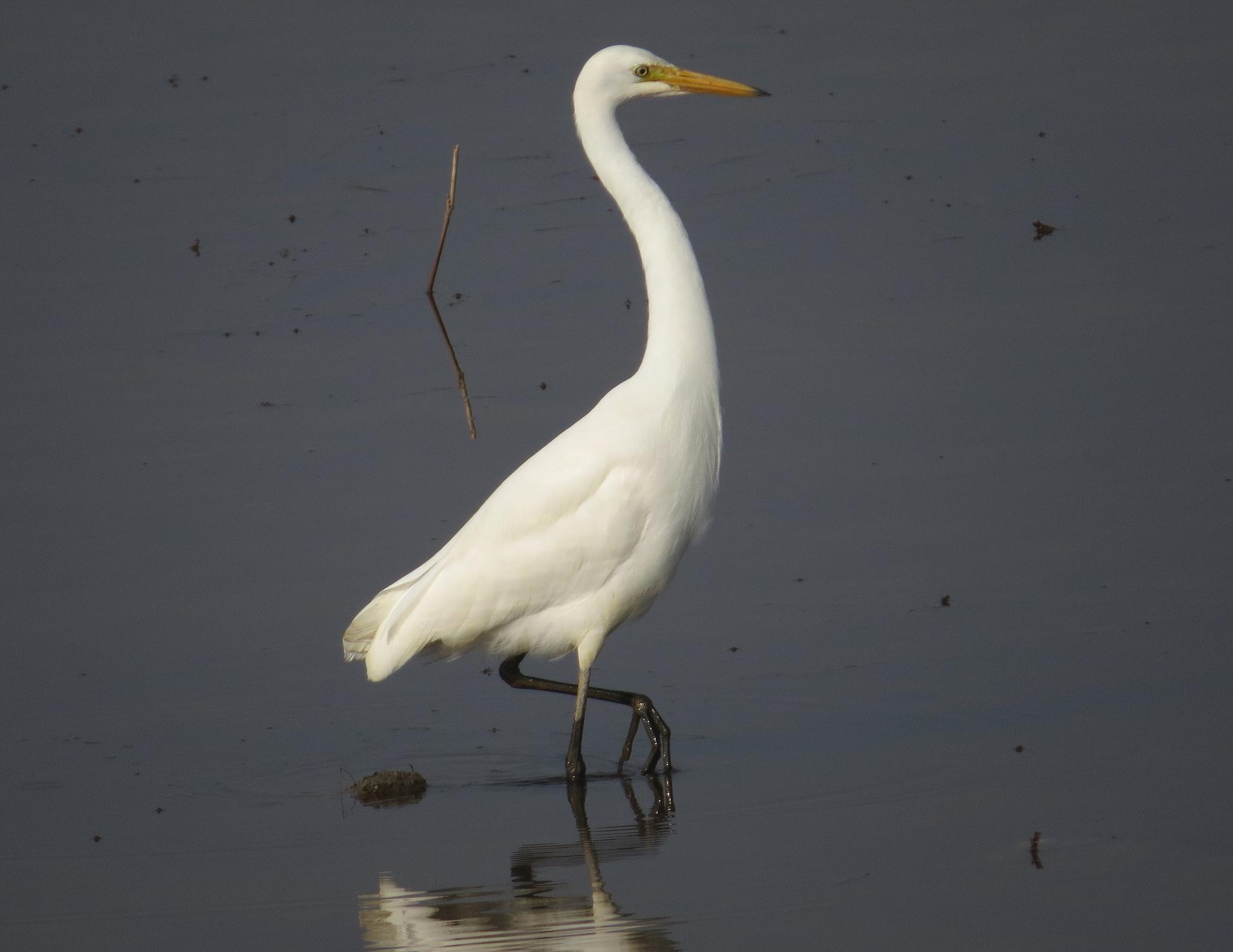 Medium Egret