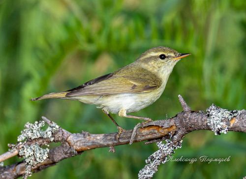 Mosquitero Verdoso