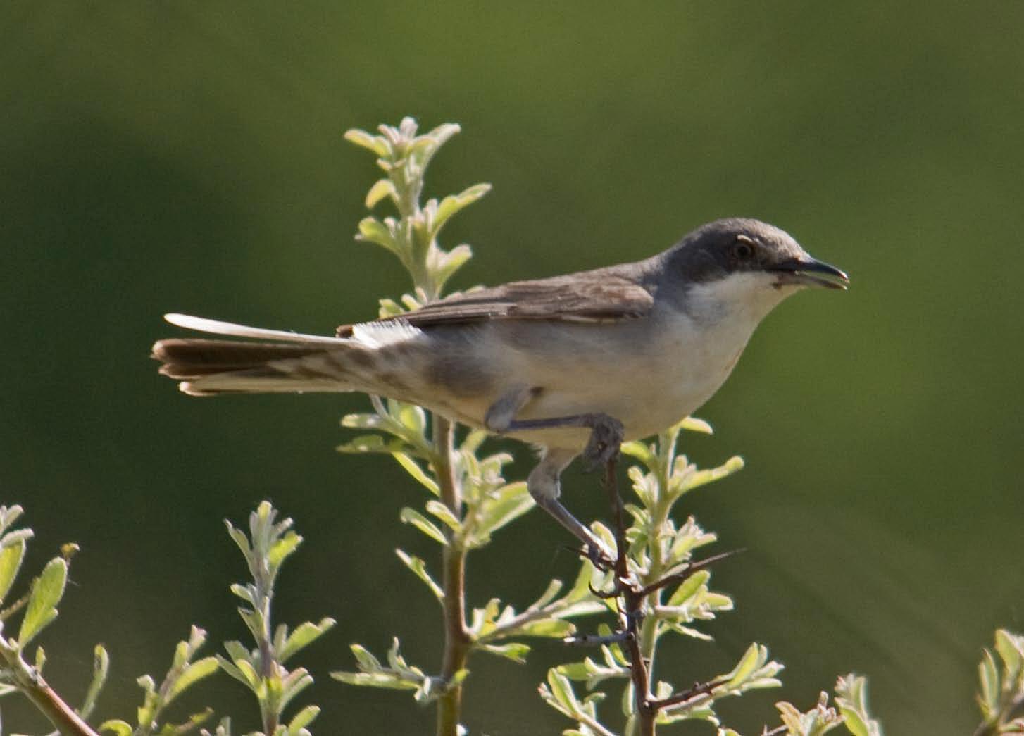 Eastern Orphean Warbler