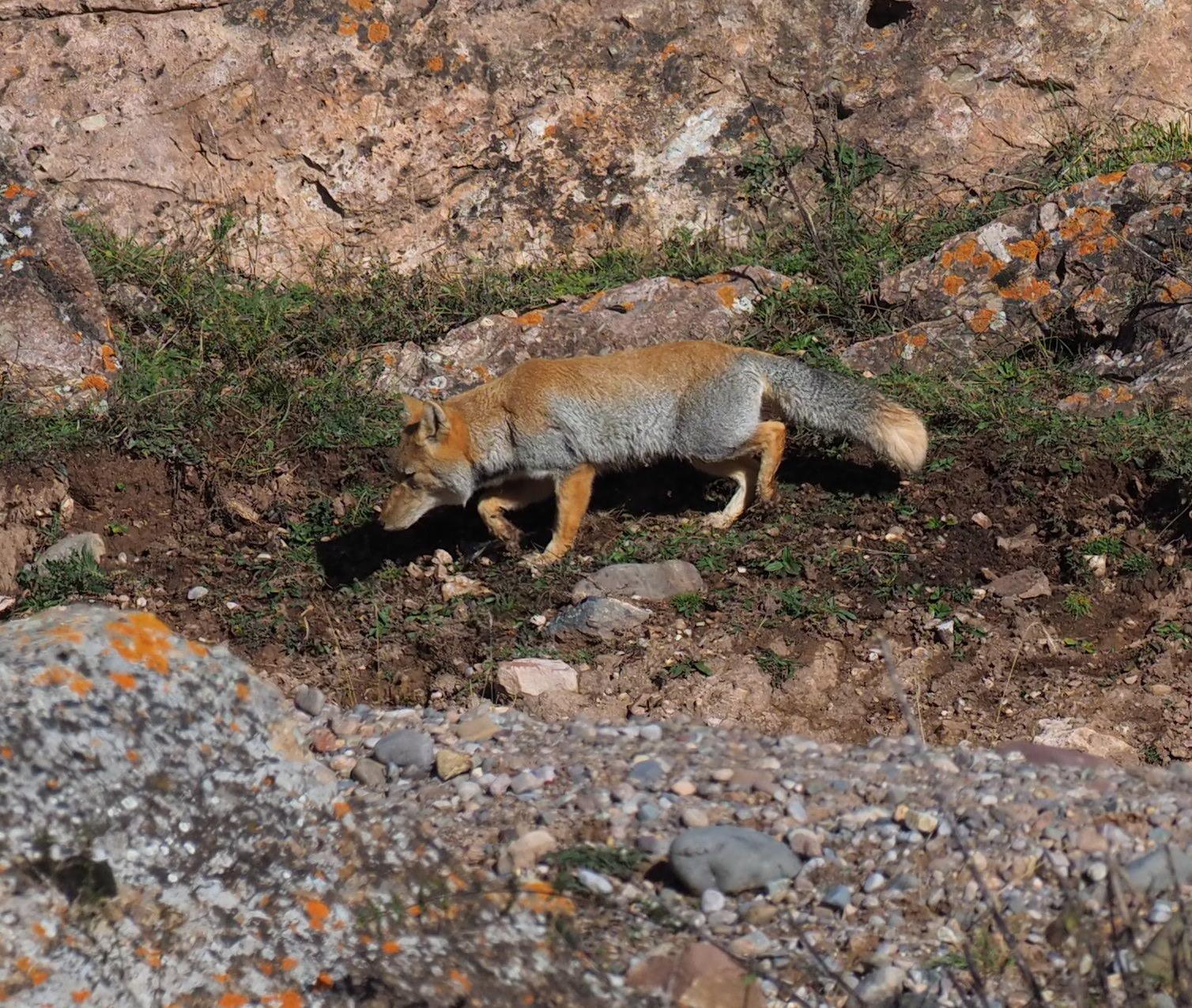 Tibetan Fox