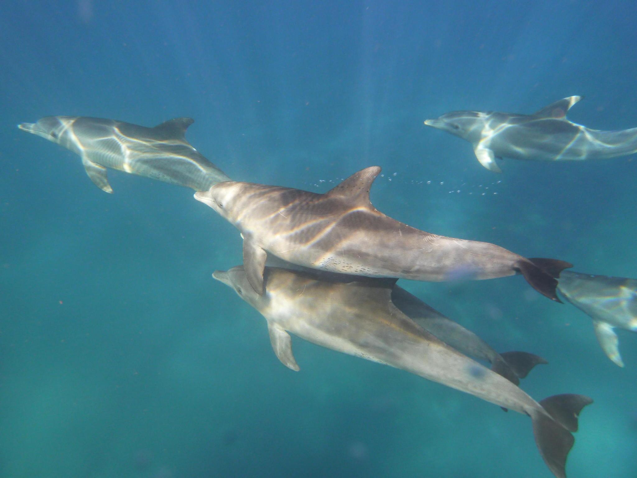 Delfin mular del océano índico