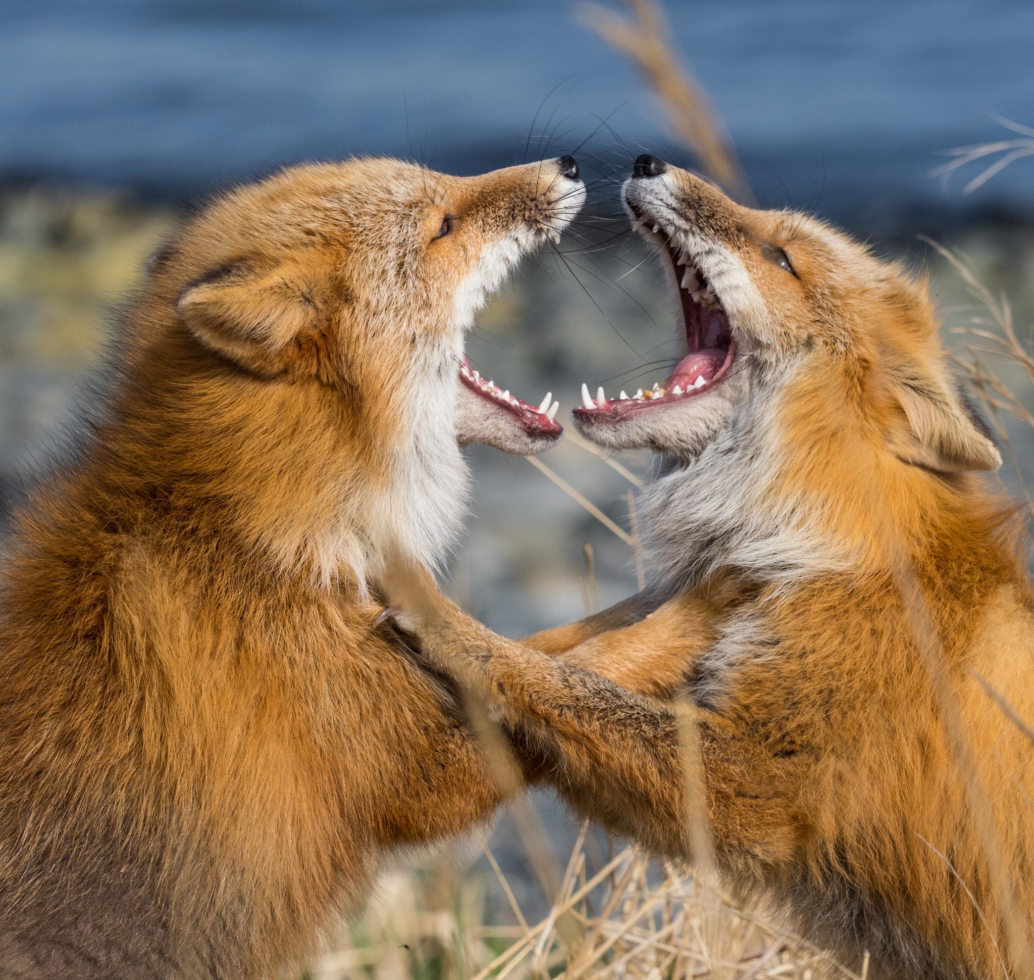 Red Fox