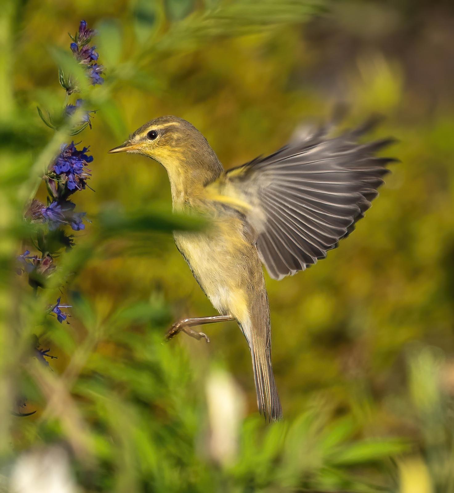 Mosquitero musical