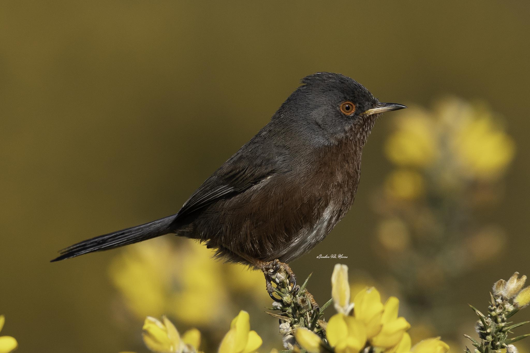 Dartford Warbler