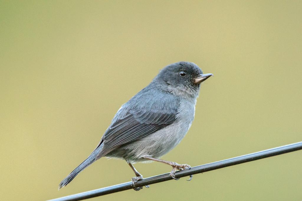 Slaty Flowerpiercer