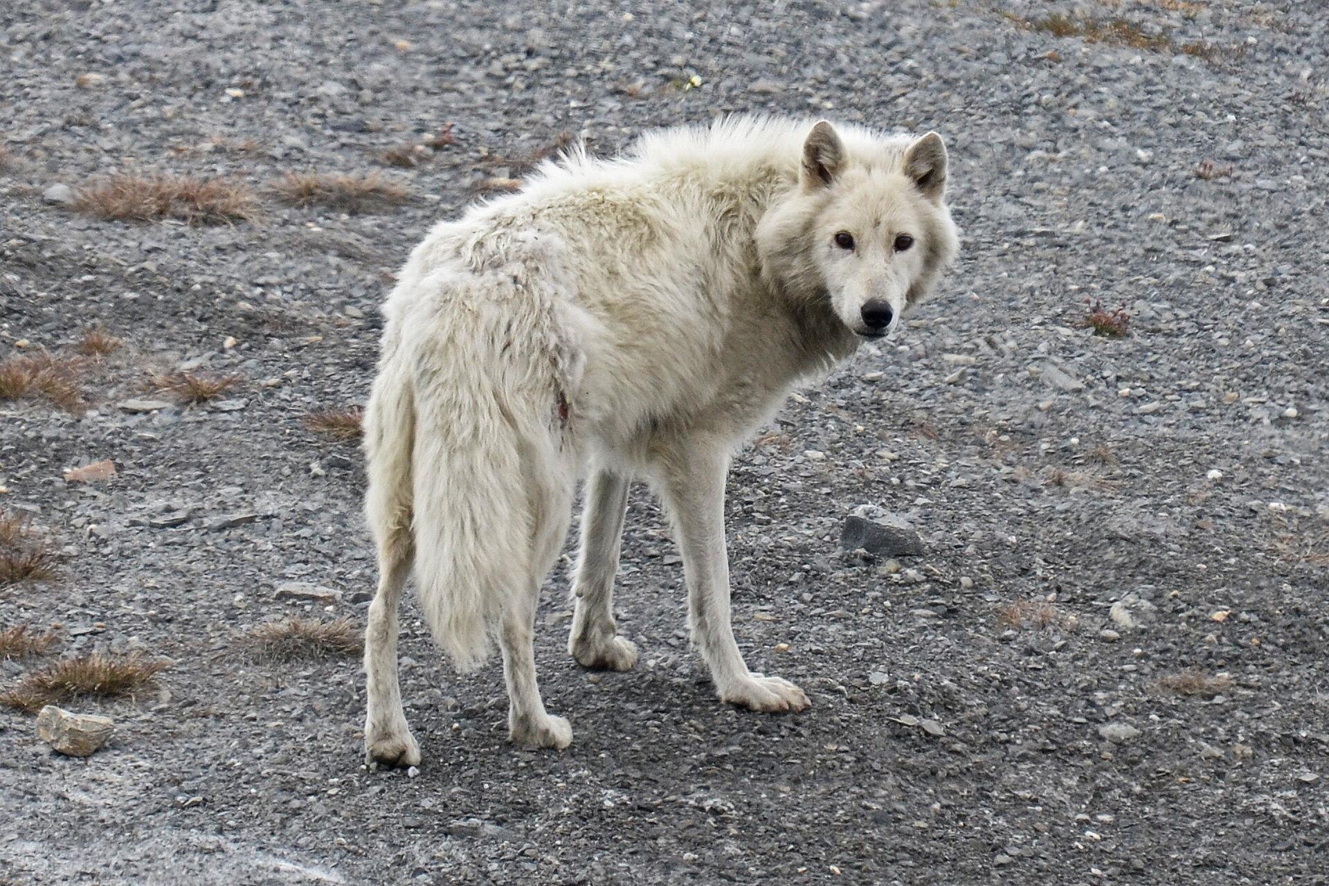 Lobo gris
