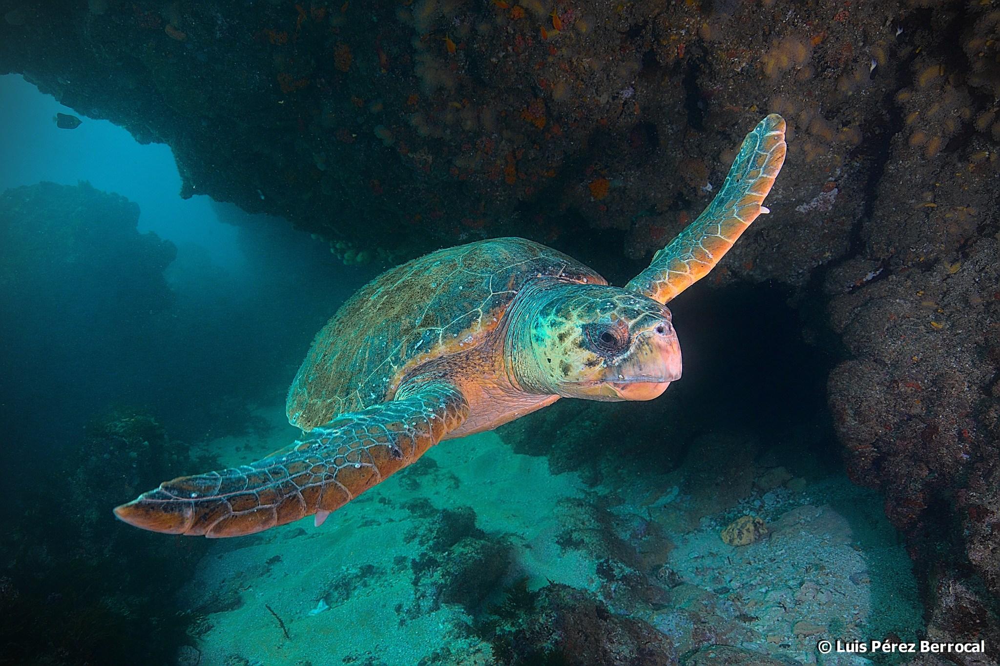 Tortuga caguama