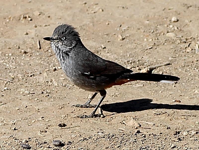 Chestnut-vented Warbler