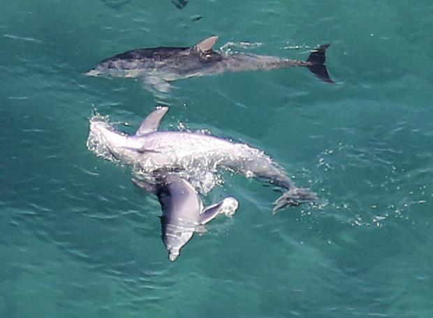Delfin mular del océano índico