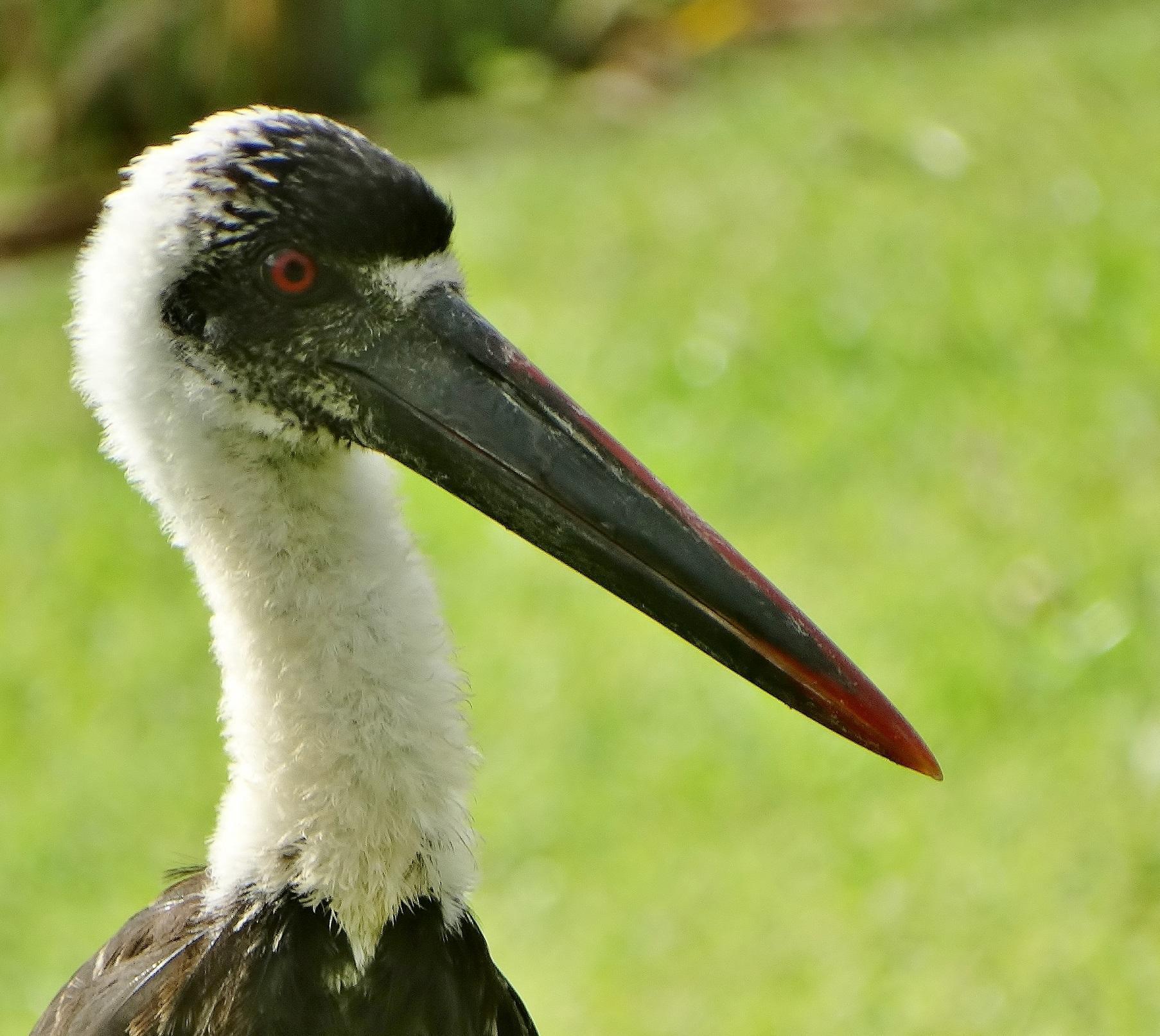 Cigüeña lanuda africana