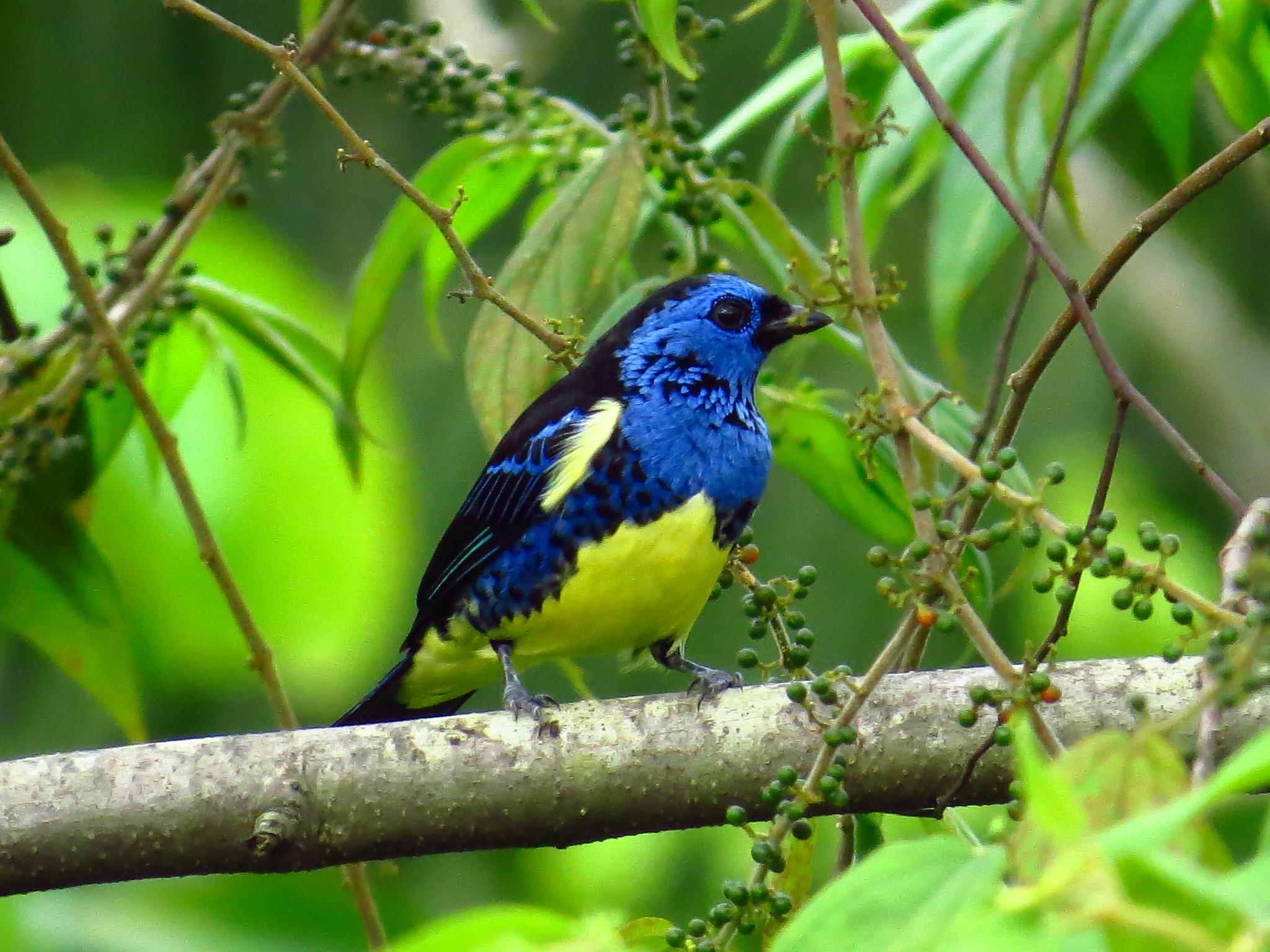 Turquoise Tanager