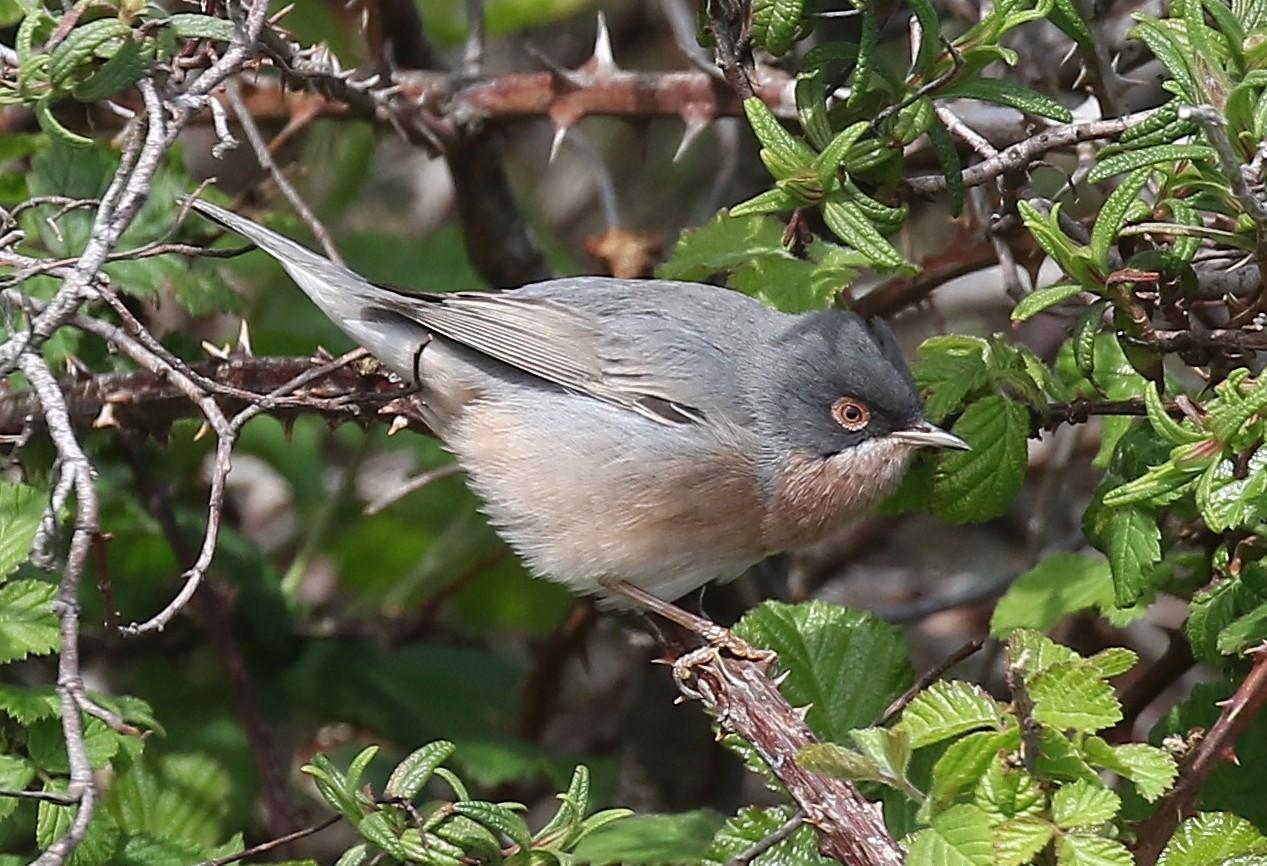 Moltoni's Warbler