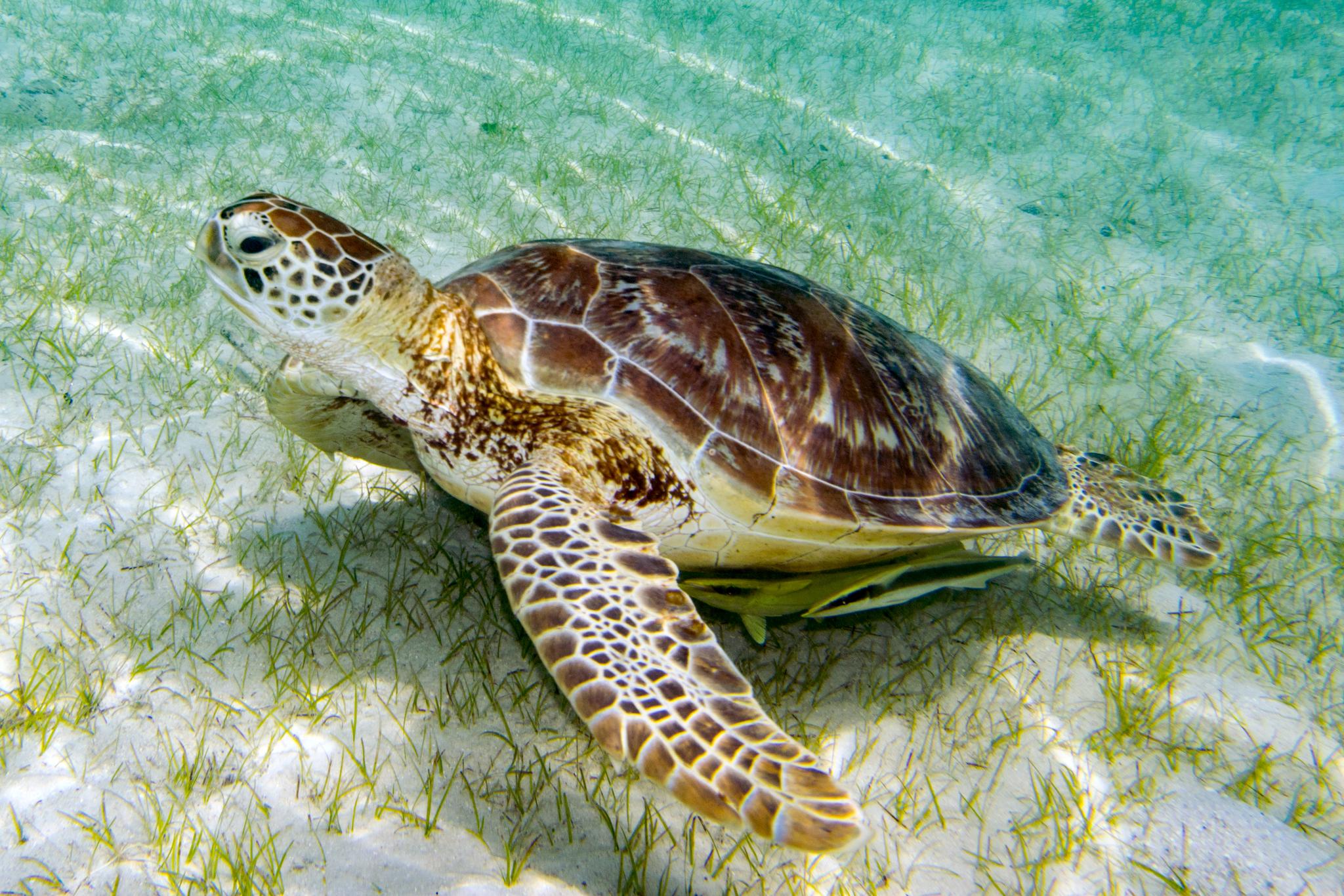Tortuga verde