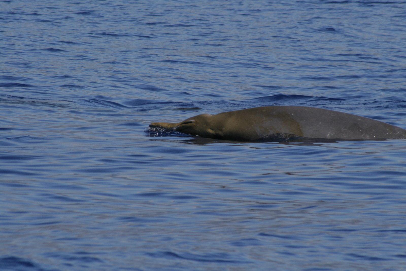 Ballena-picuda de Blainsville