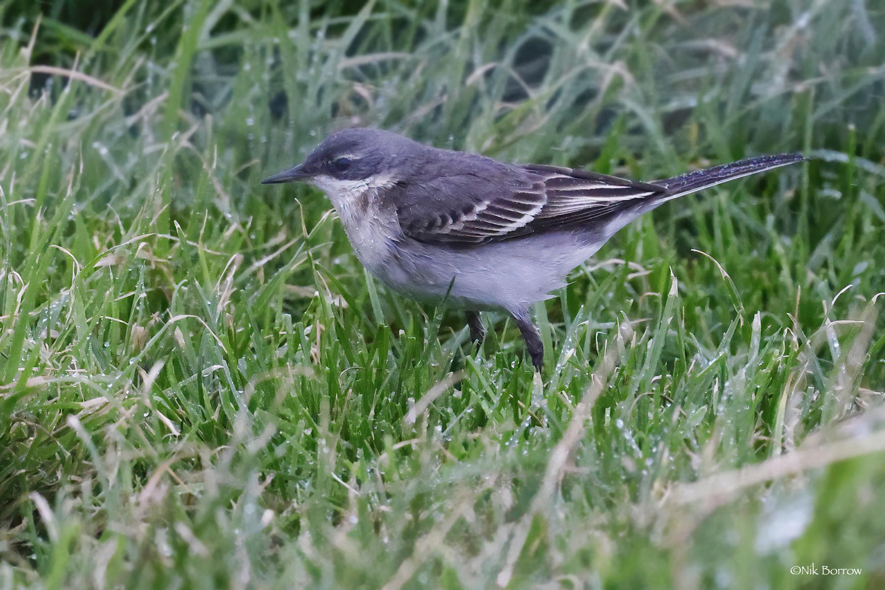 Lavandera Amarilla