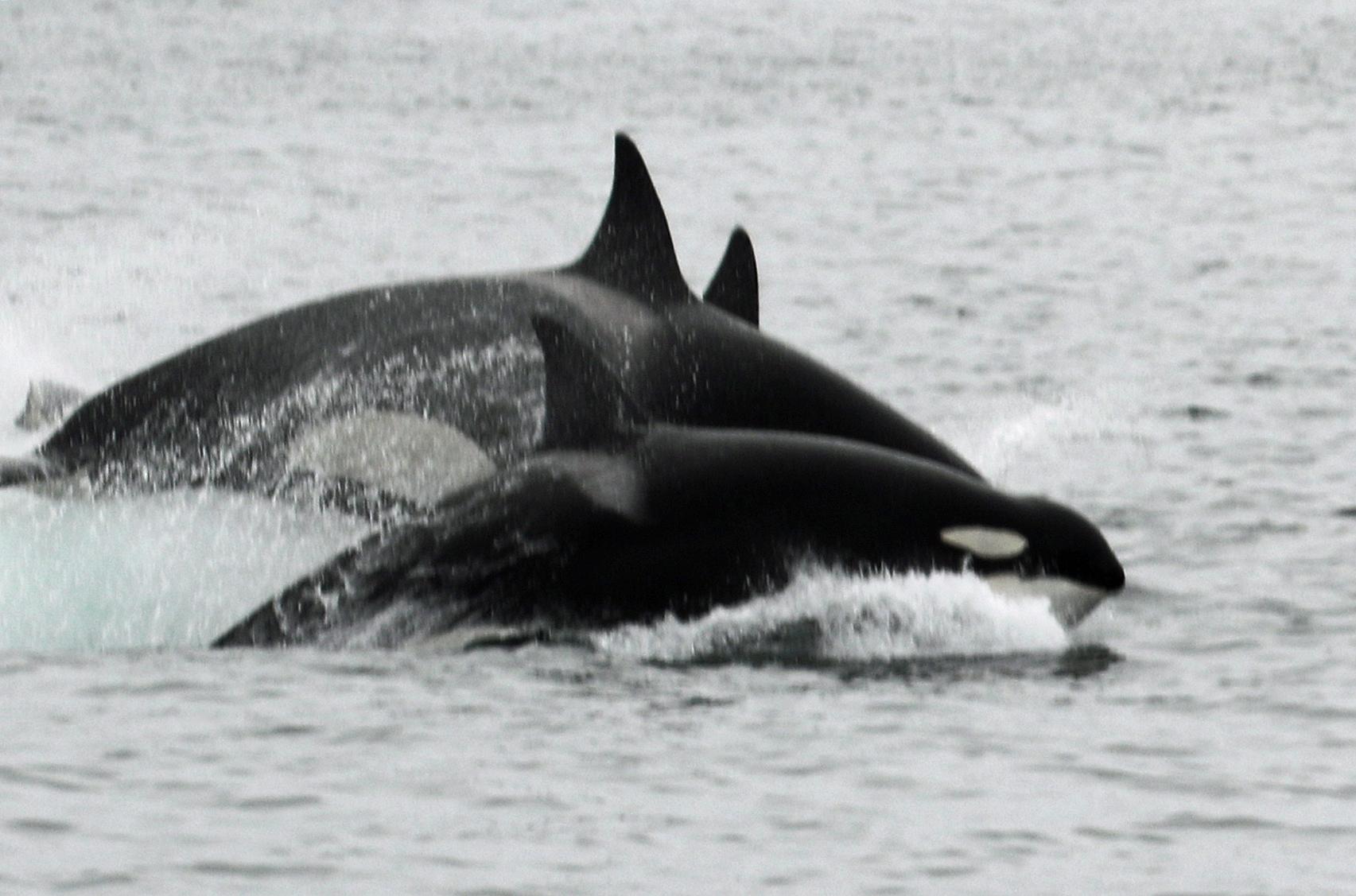 Orca