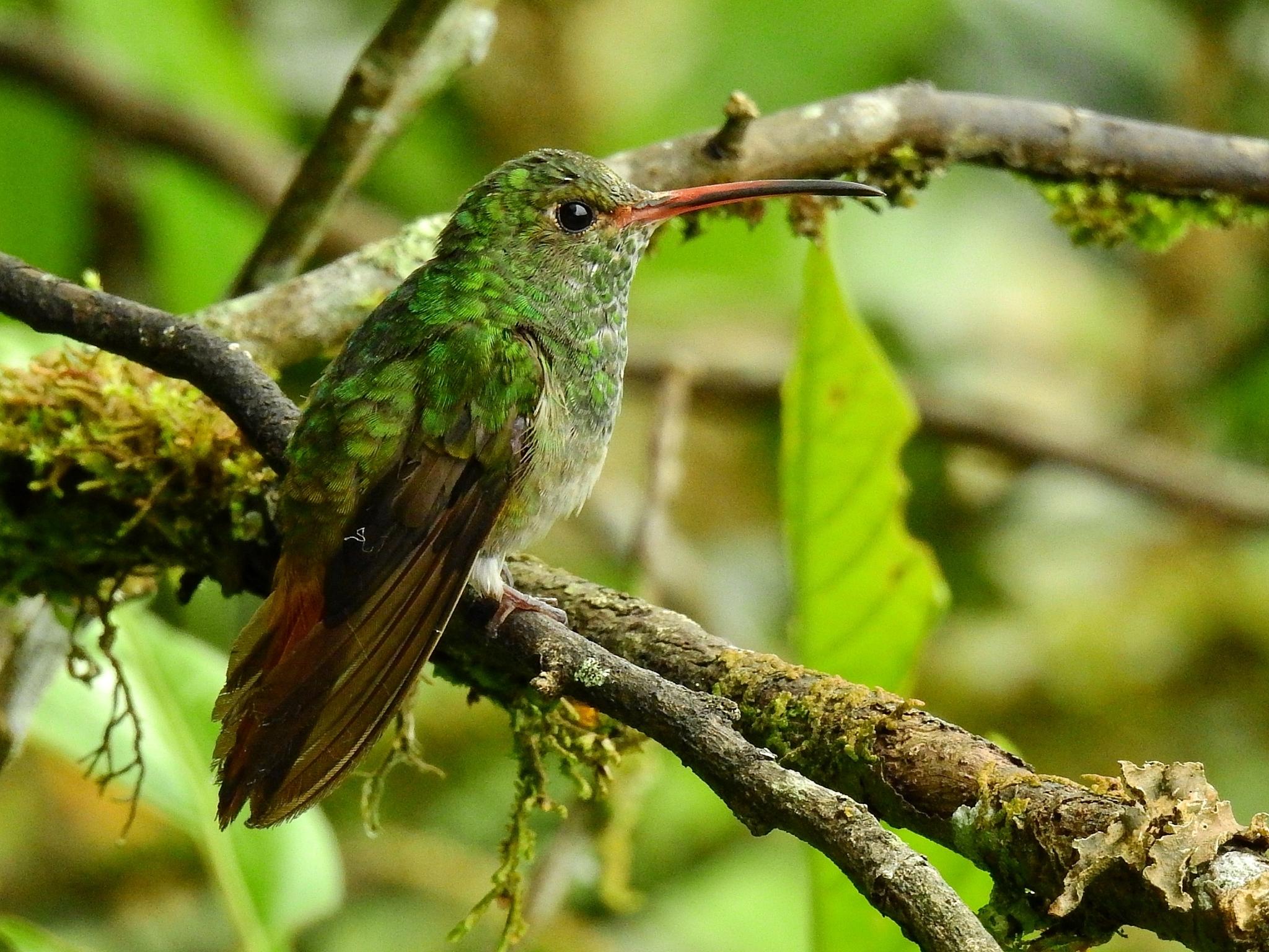 Rufous-tailed Hummingbird