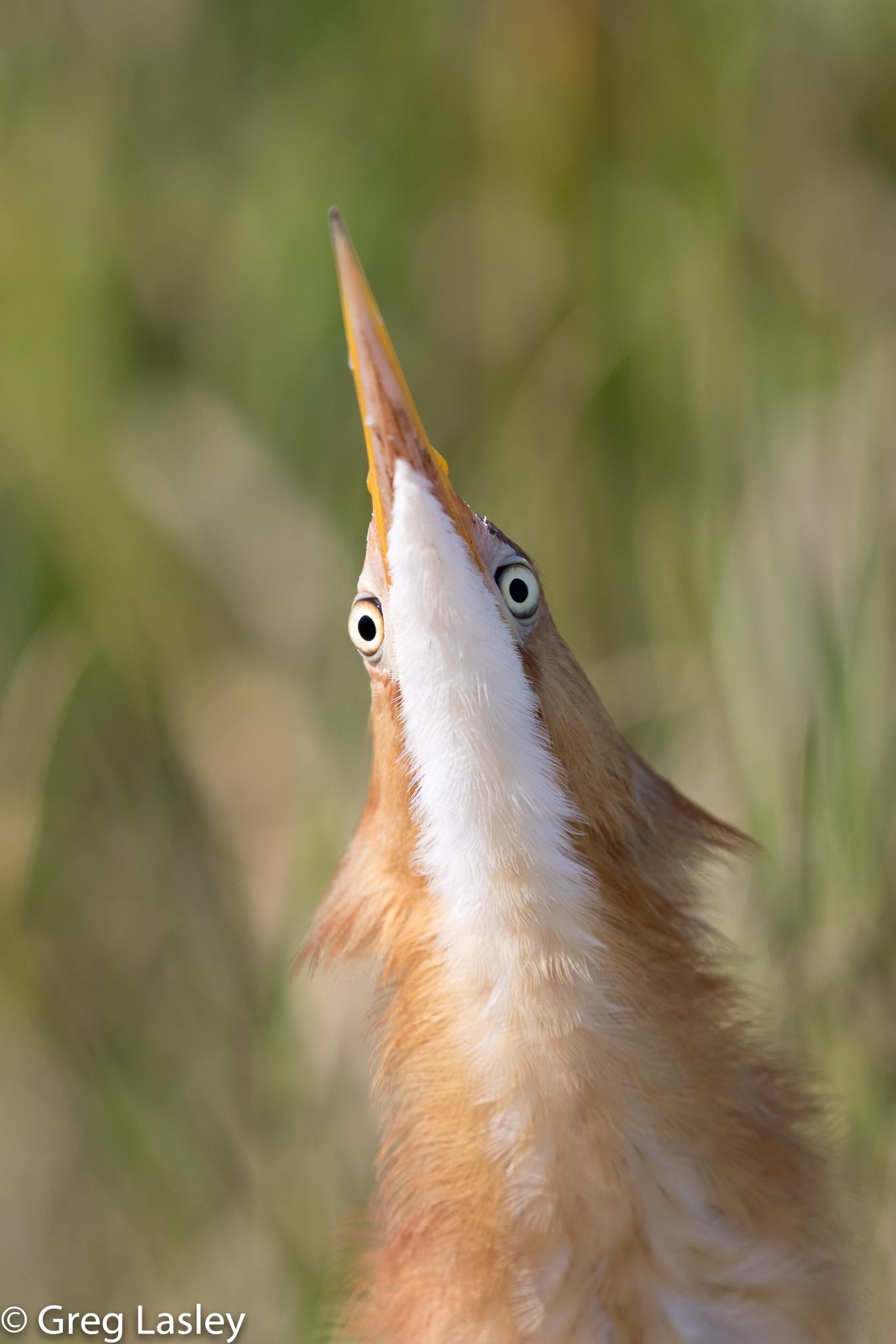 Garzas