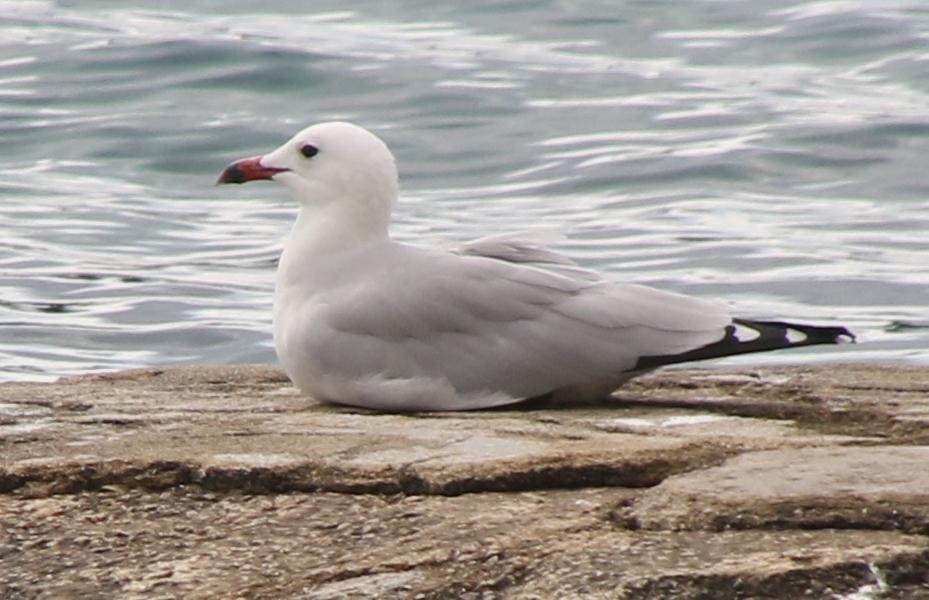 Gaviota de Audouin