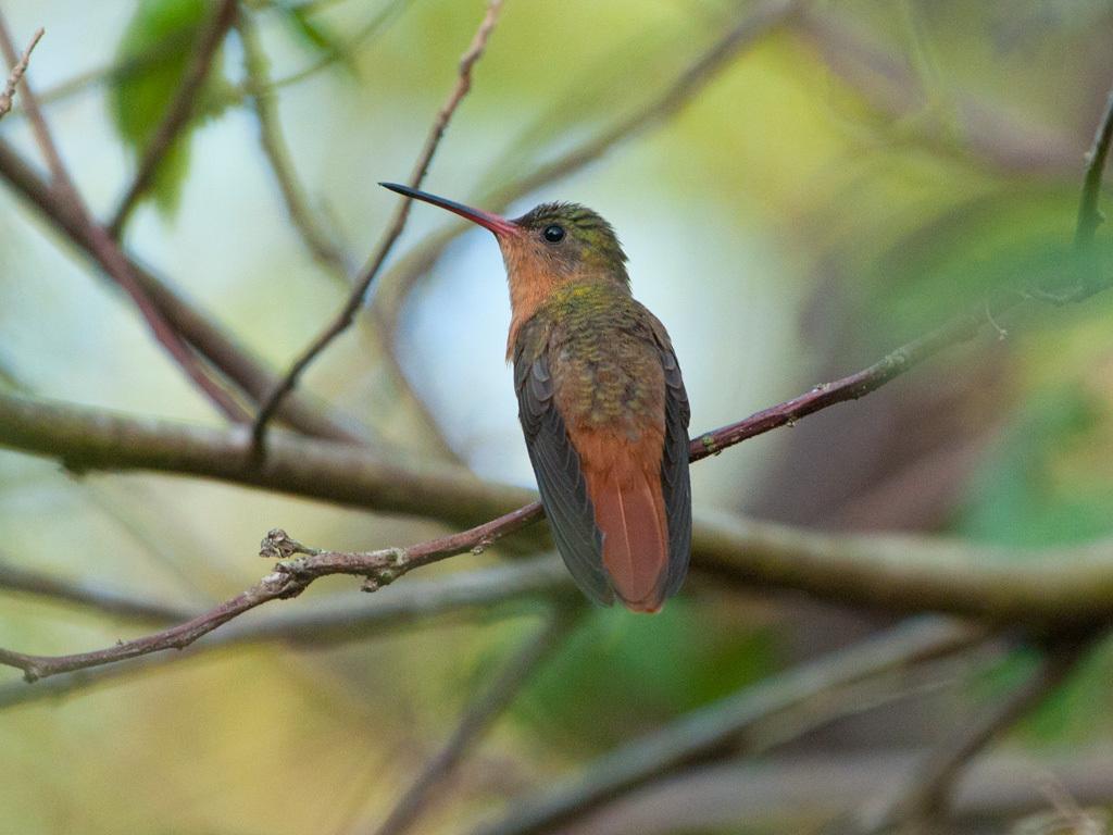 Cinnamon Hummingbird