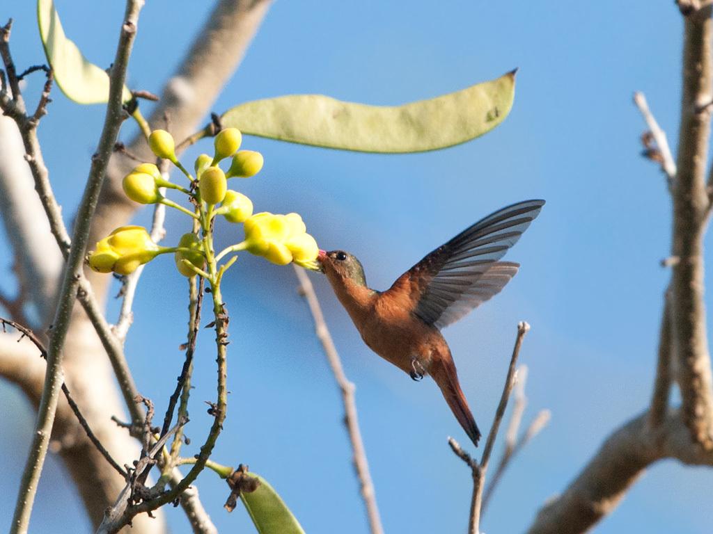 Cinnamon Hummingbird