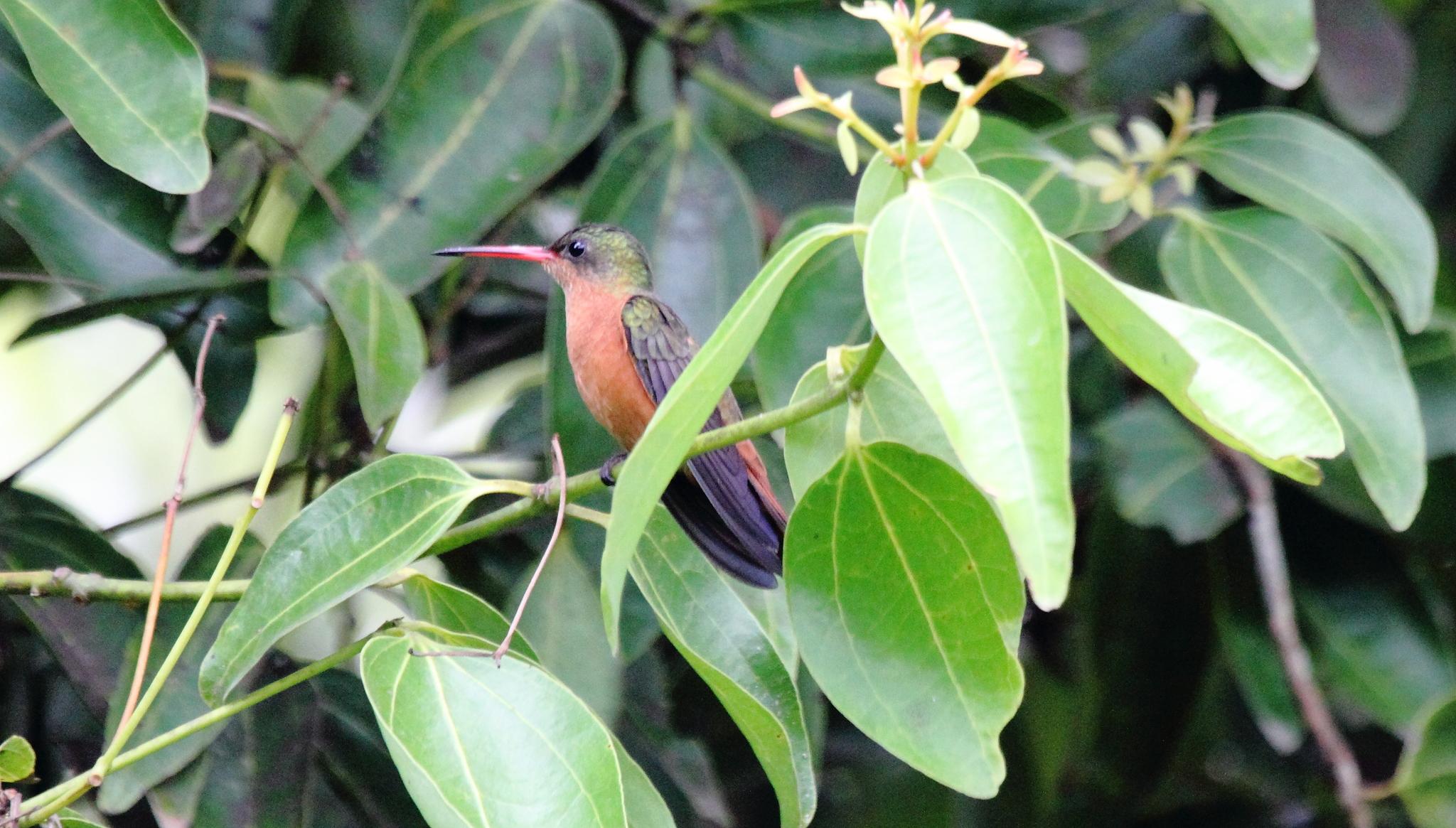 Cinnamon Hummingbird