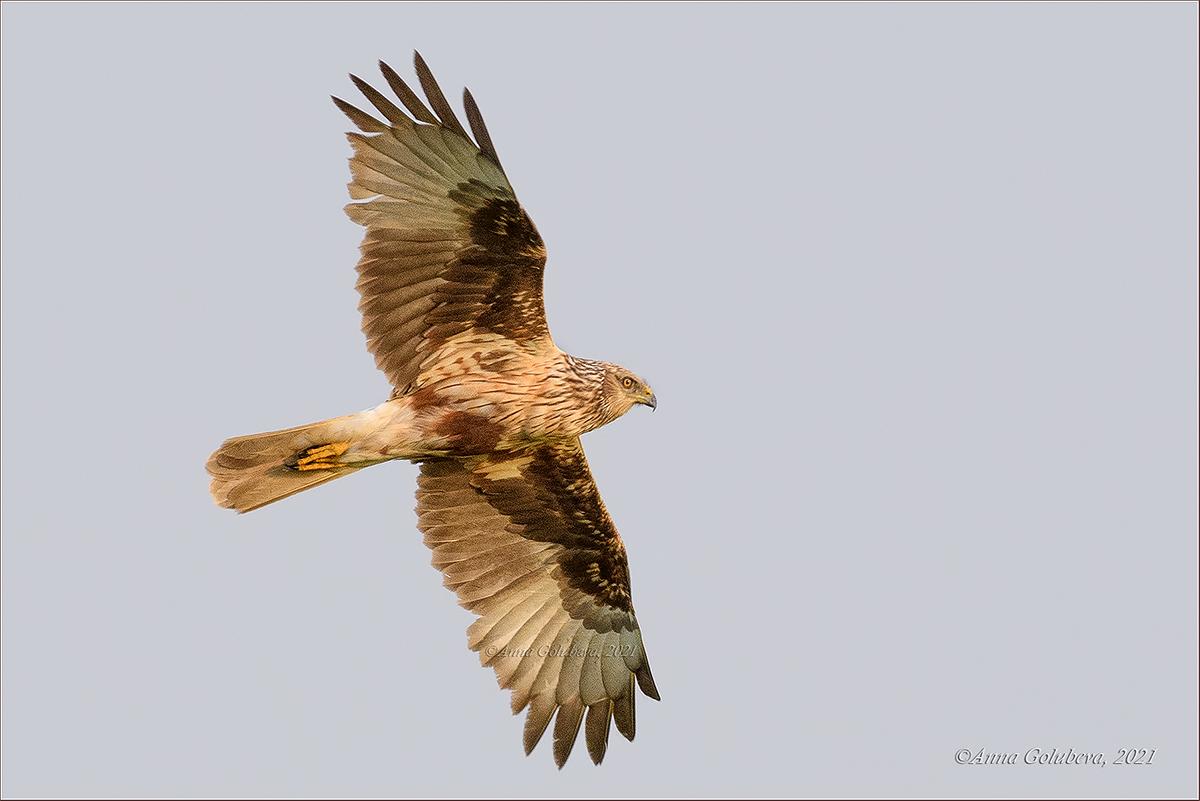 Aguilucho lagunero oriental