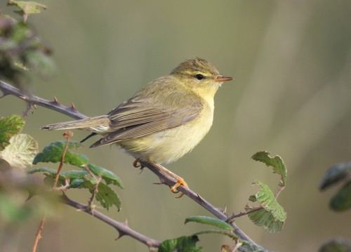 Mosquitero musical