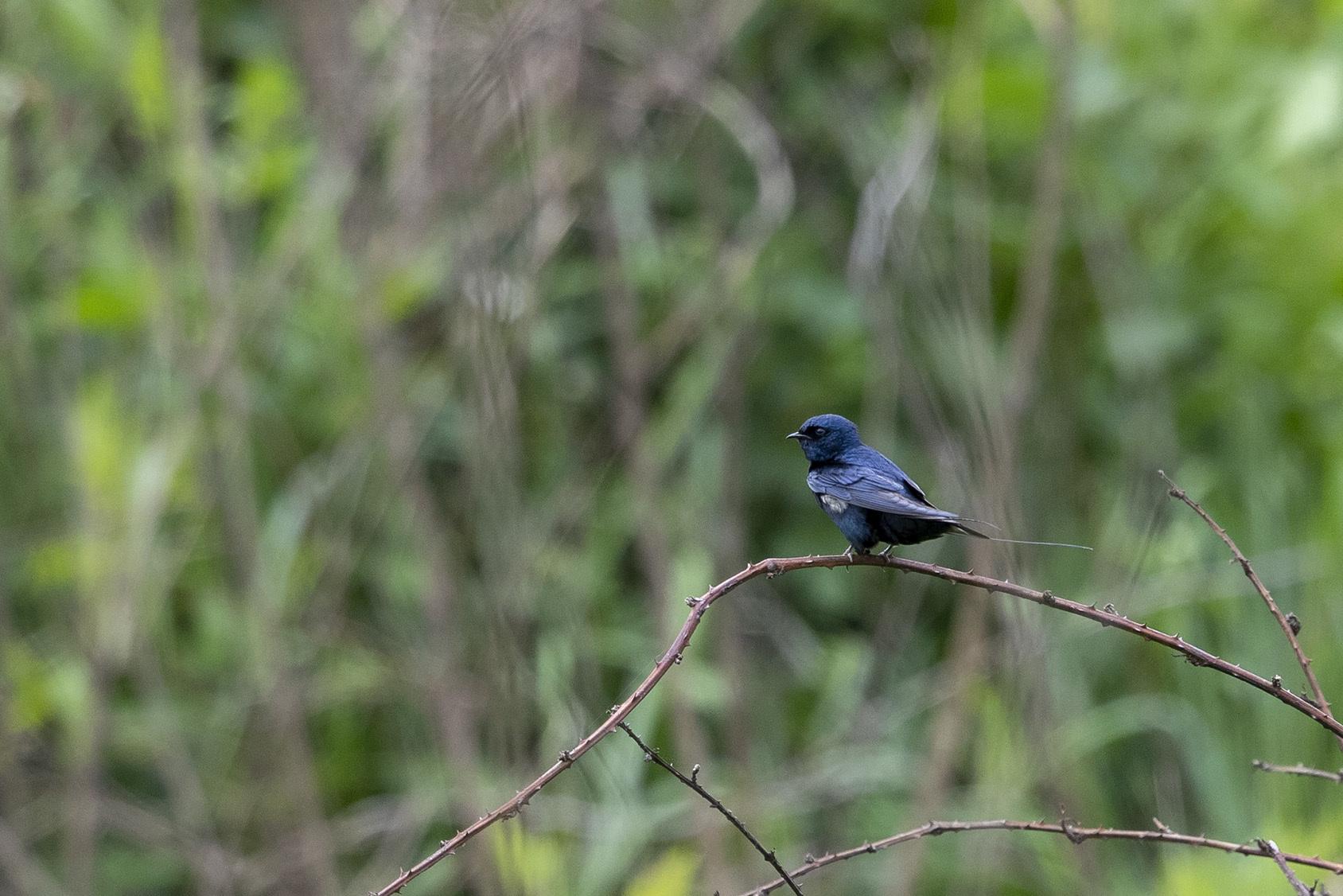 Golondrina Azul