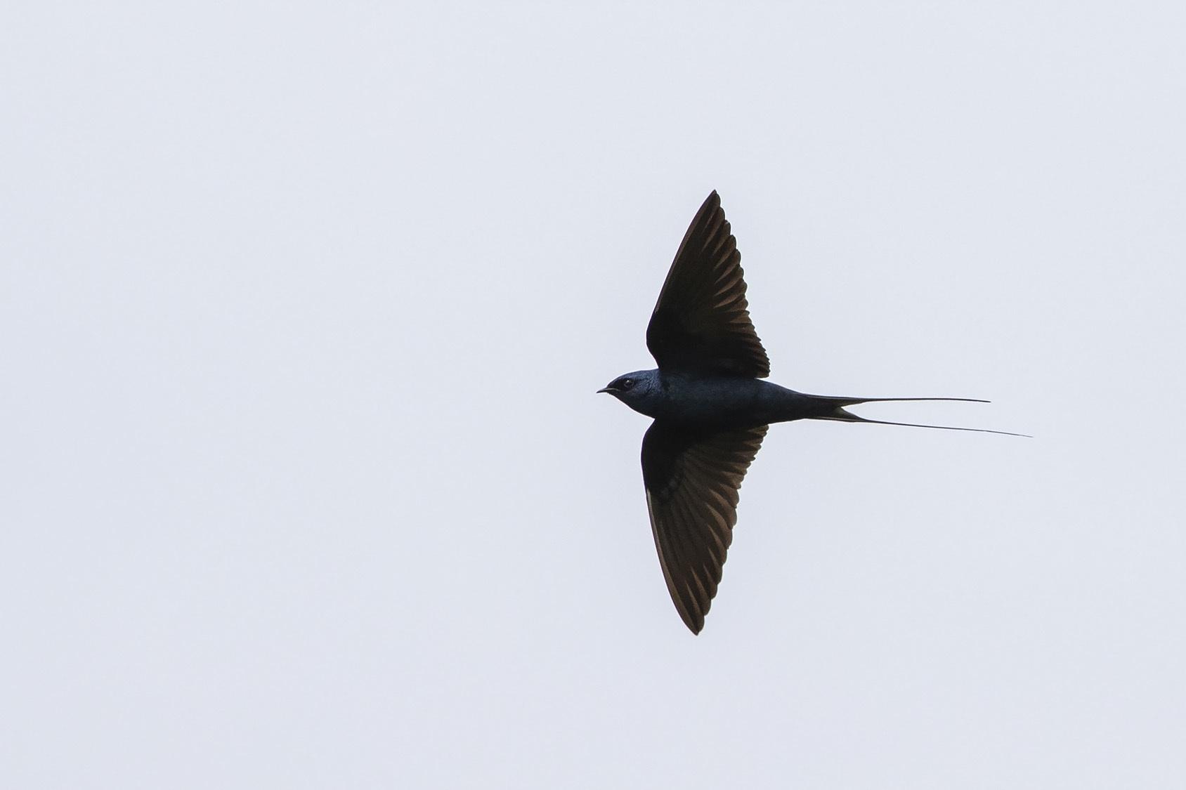 Golondrina Azul