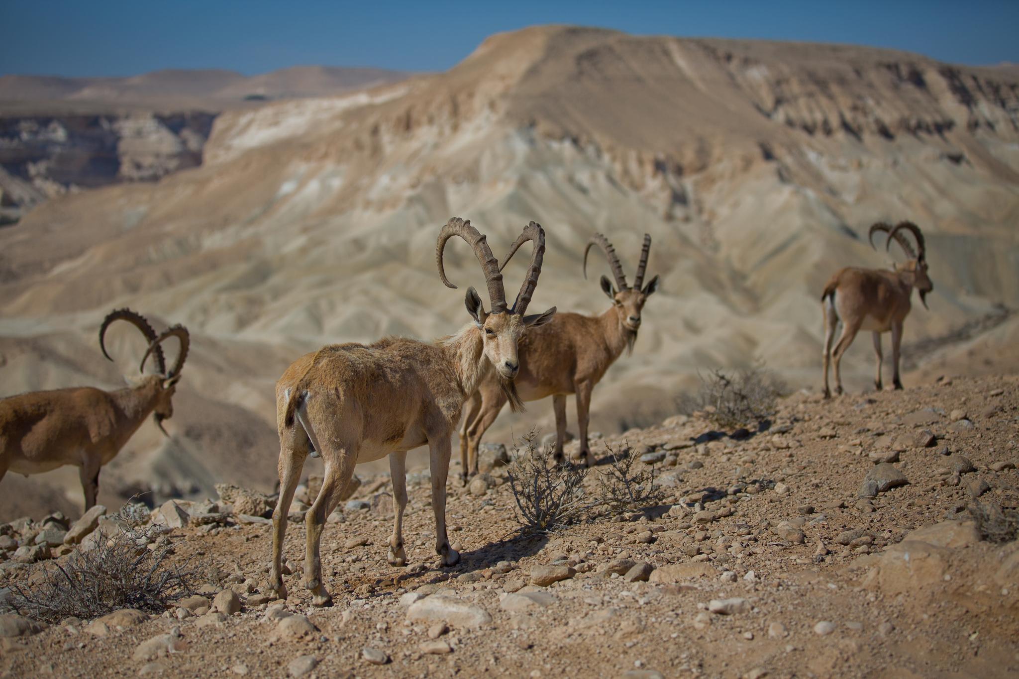 Íbice de Nubia