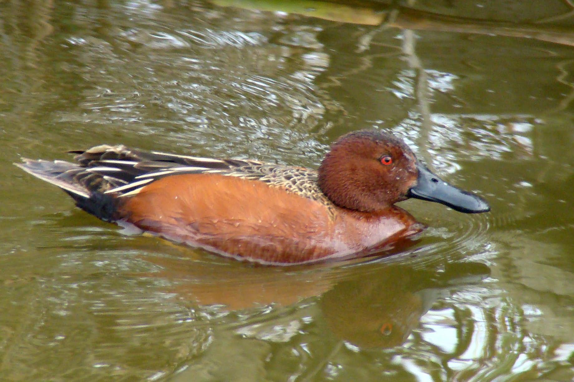 Cerceta canela