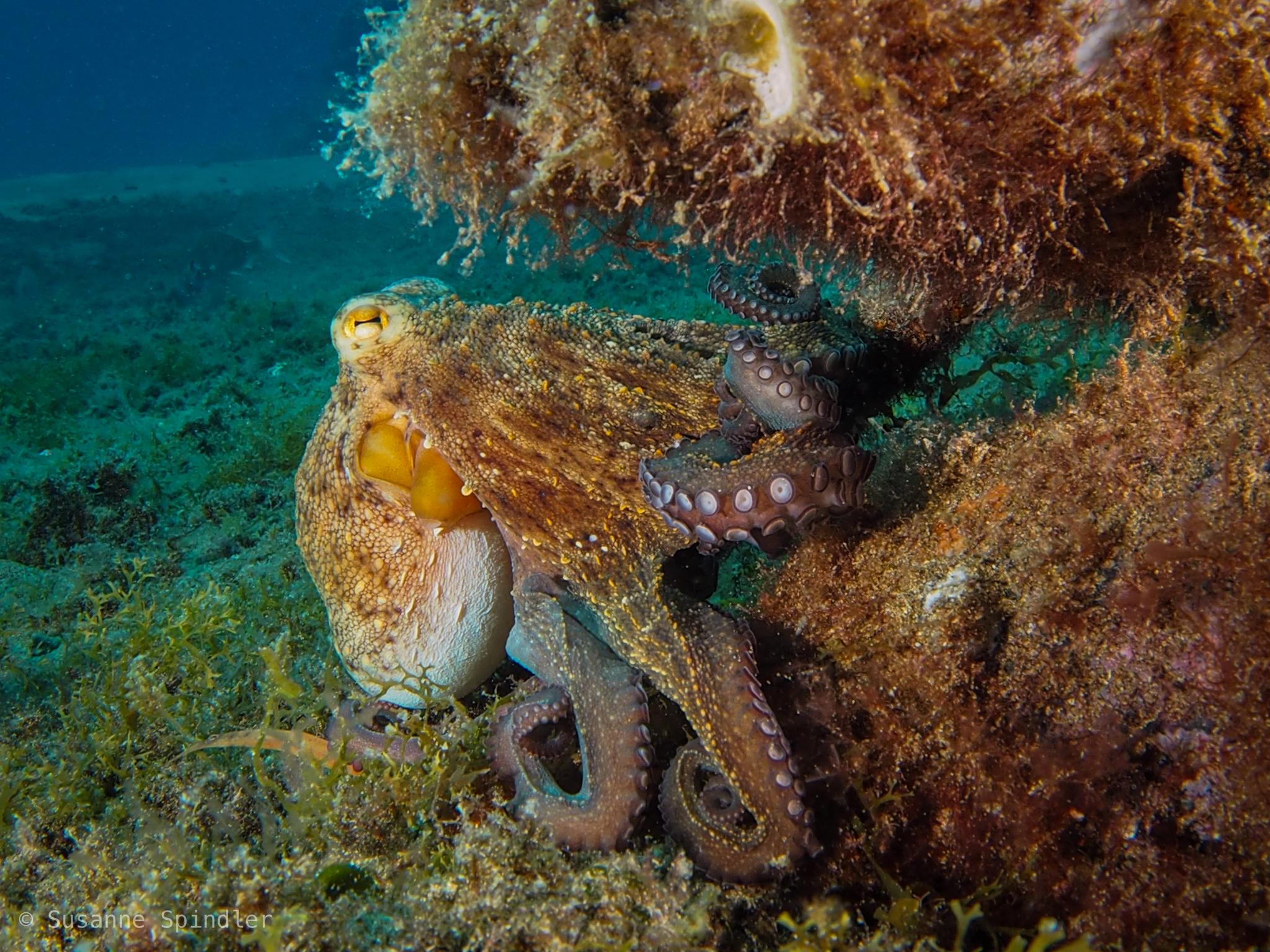 Pulpo de roca del Atlántico