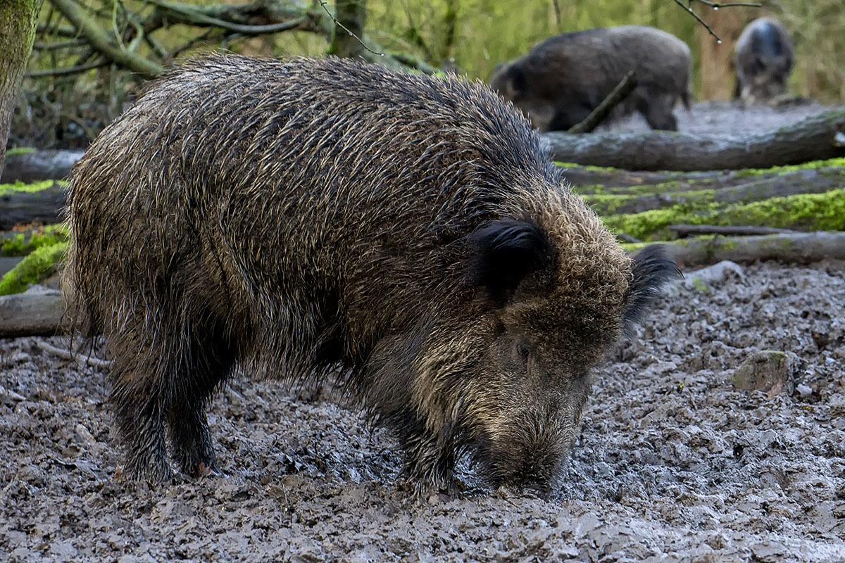 Jabalí europeo