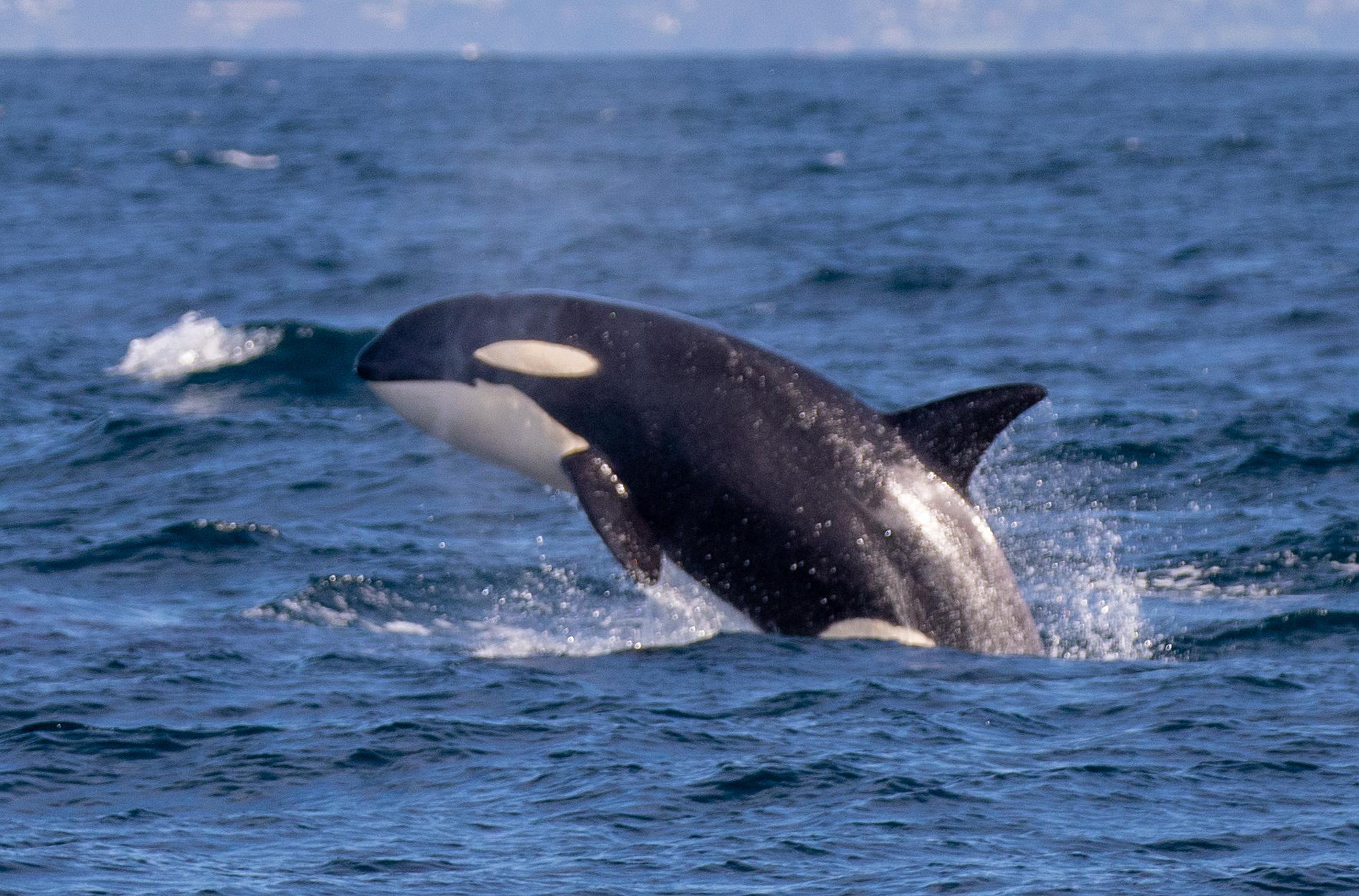 Orca