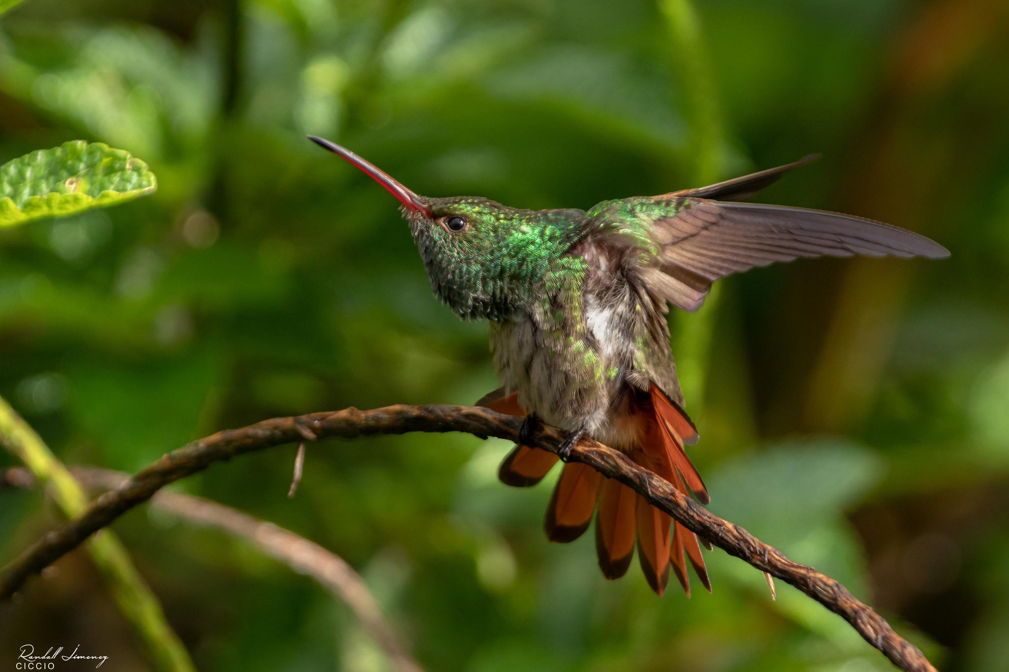 Rufous-tailed Hummingbird
