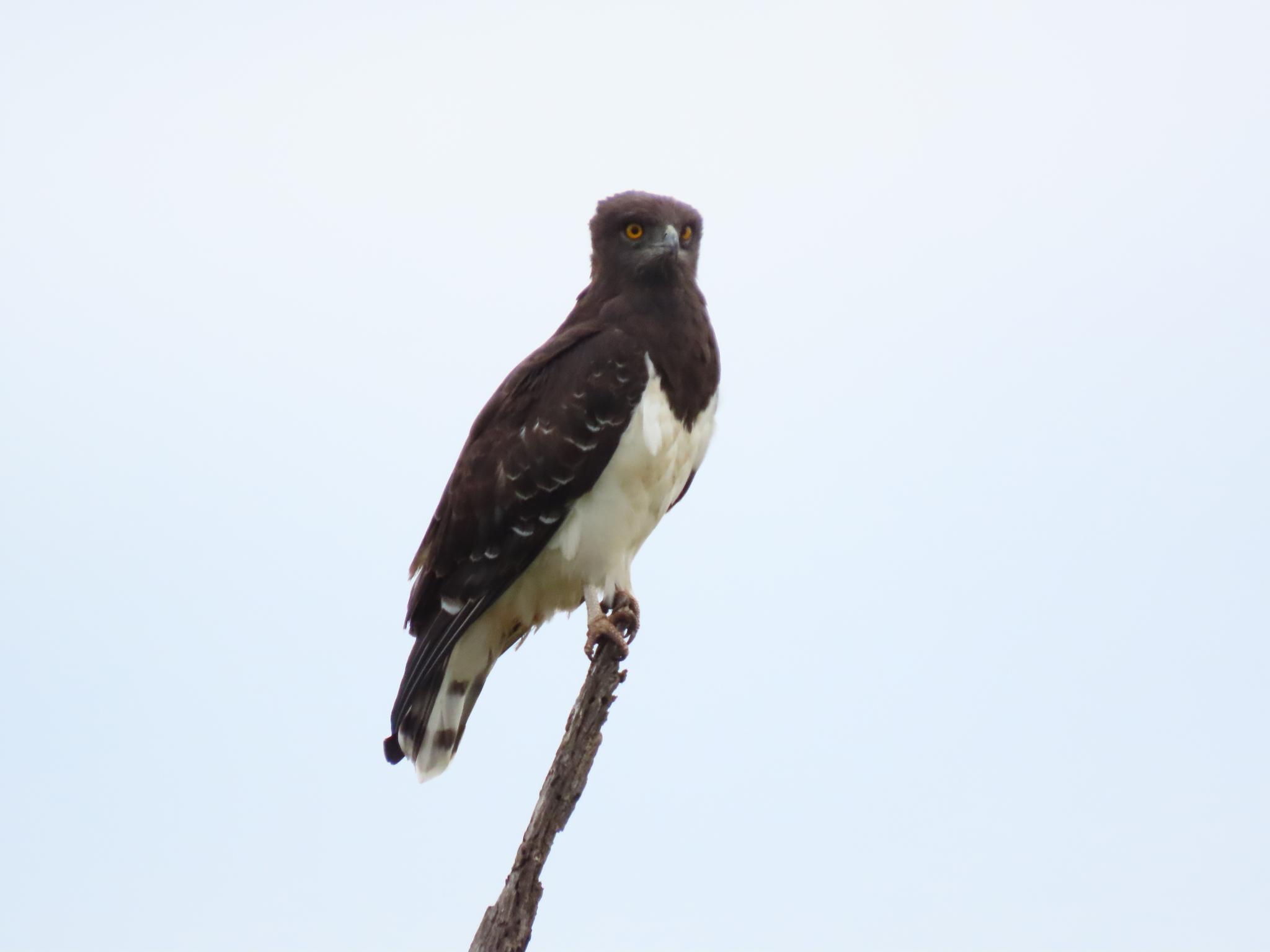 Culebrera pechinegra
