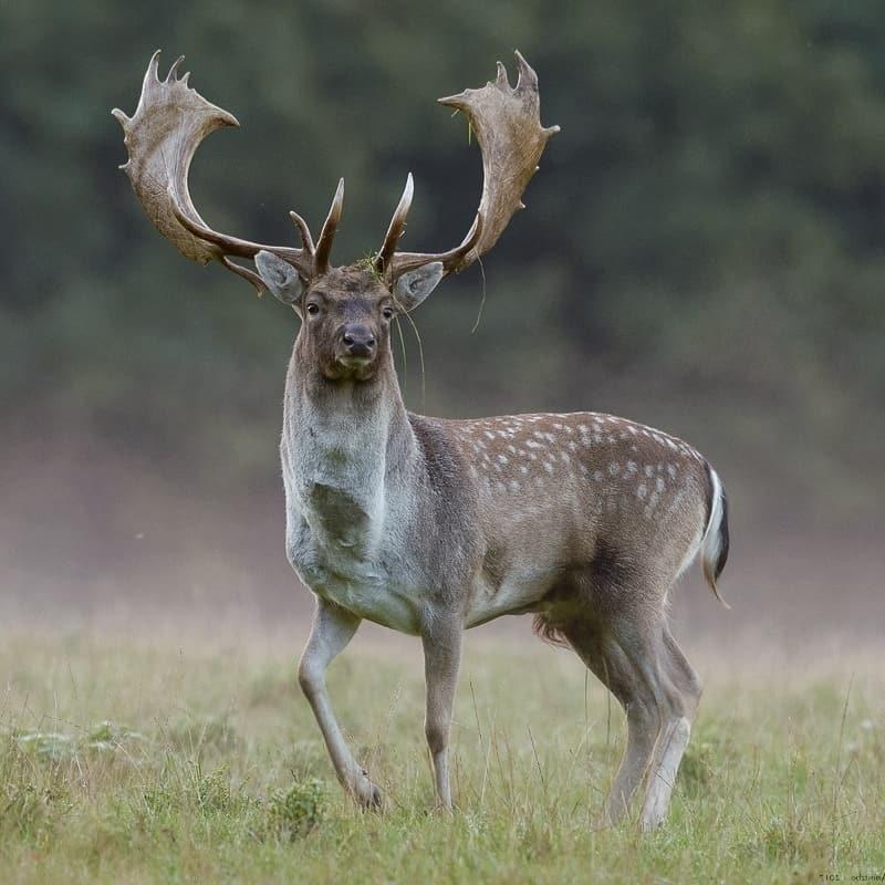 Gamo europeo