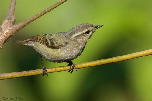 mosquitero de Hume