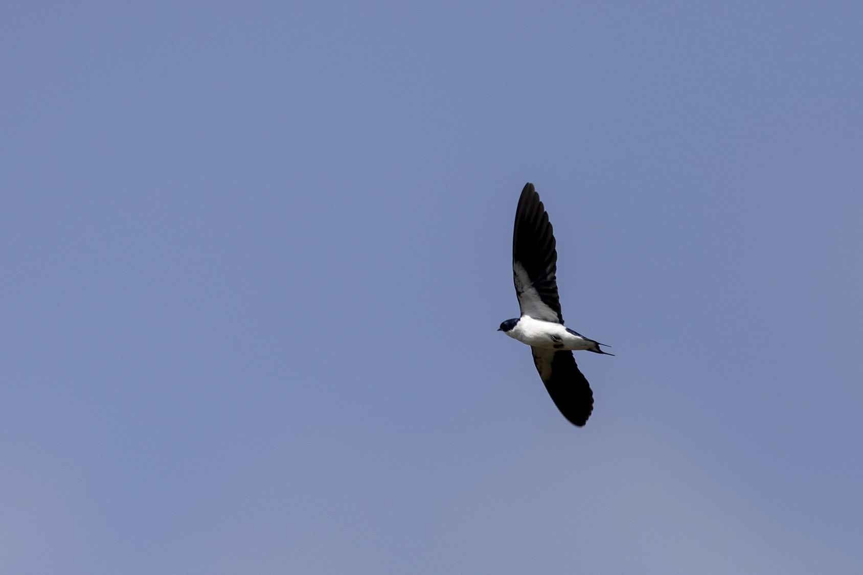 Golondrina Alipinta