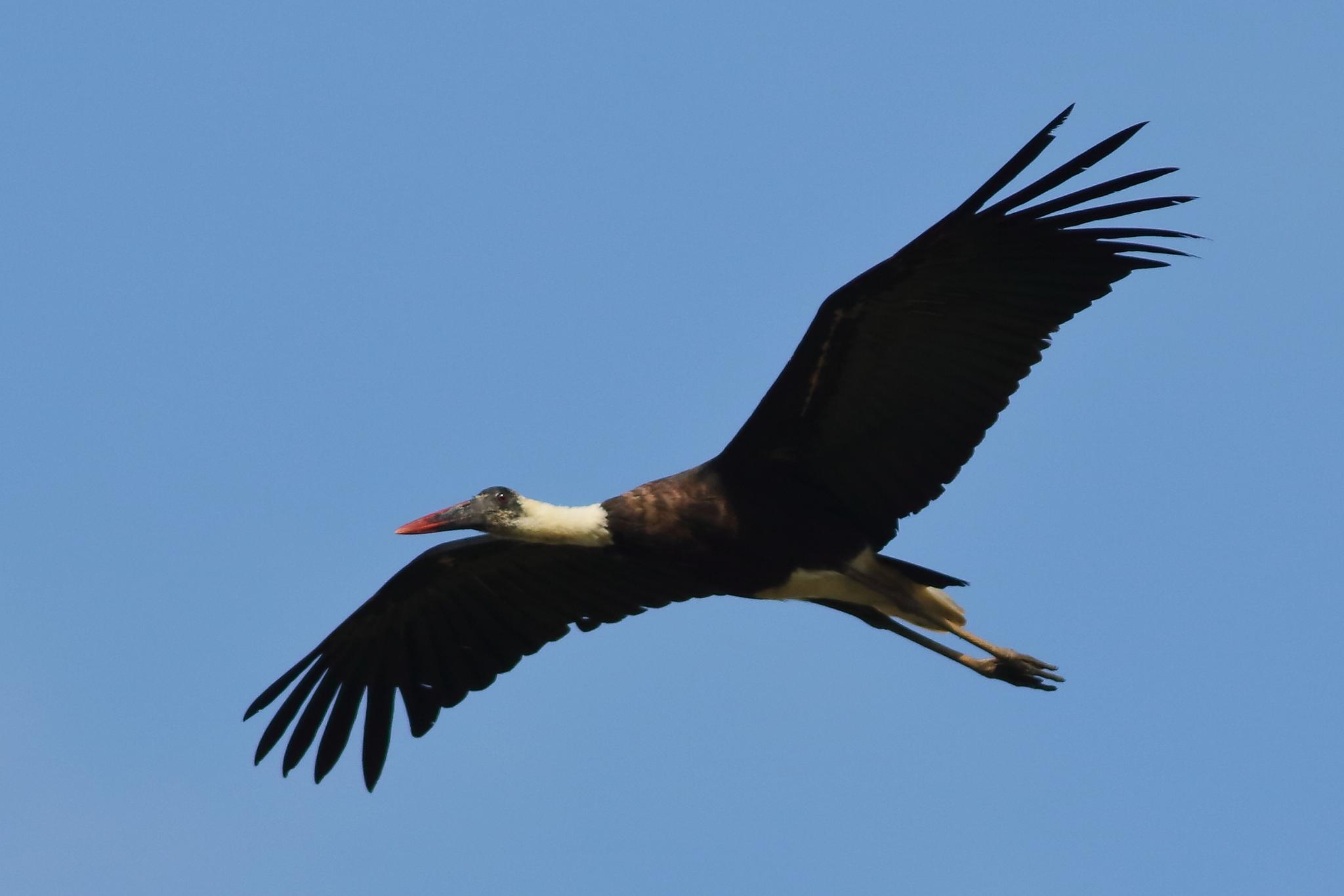 Cigüeña lanuda africana