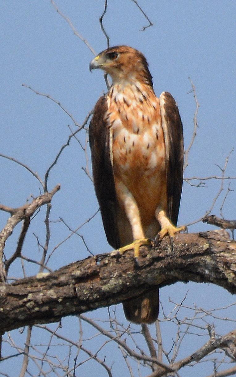 Águila azor africana