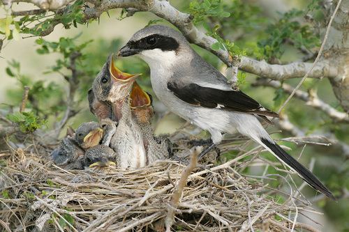 Loggerhead Shrike