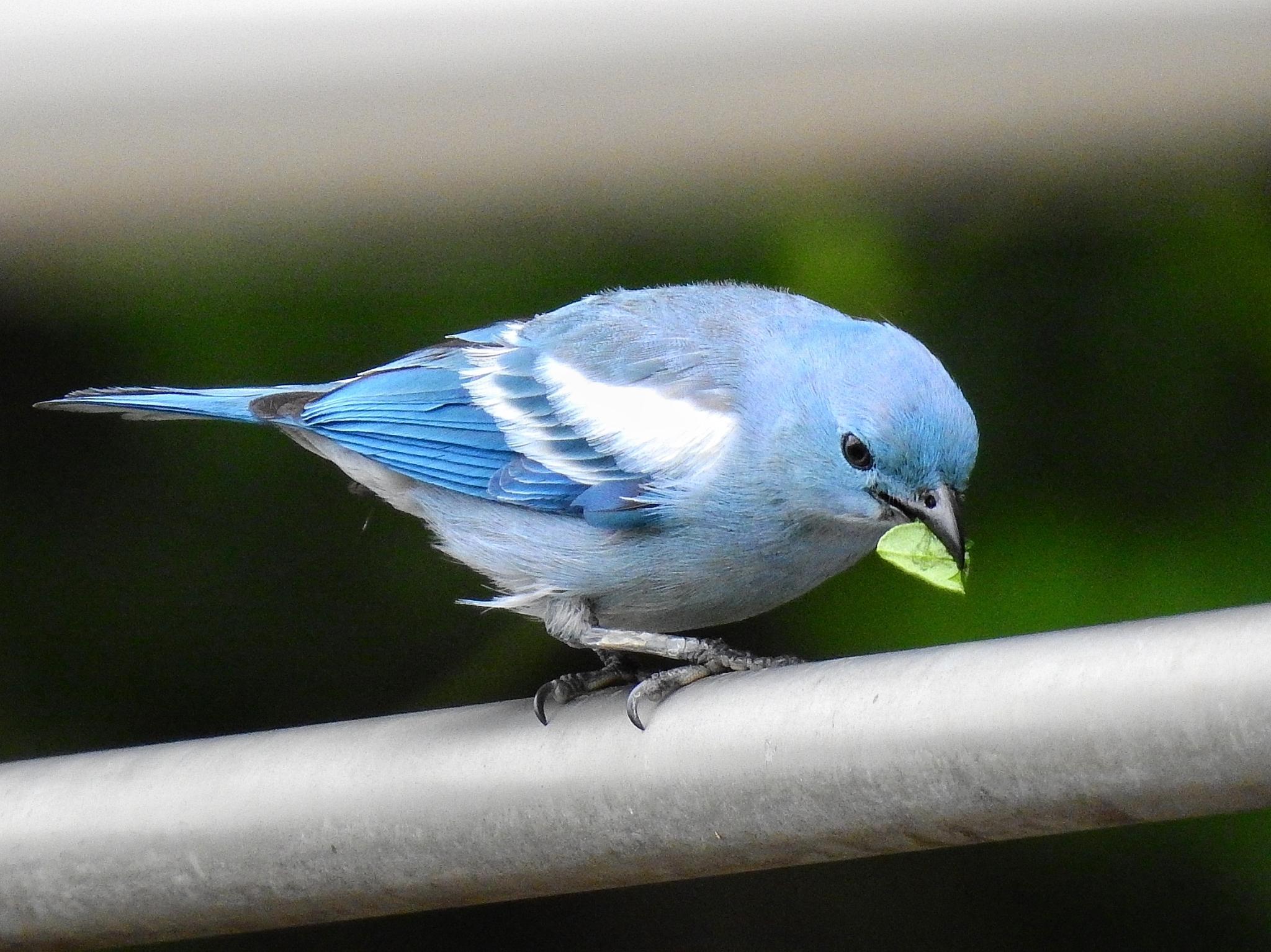 Blue-gray Tanager