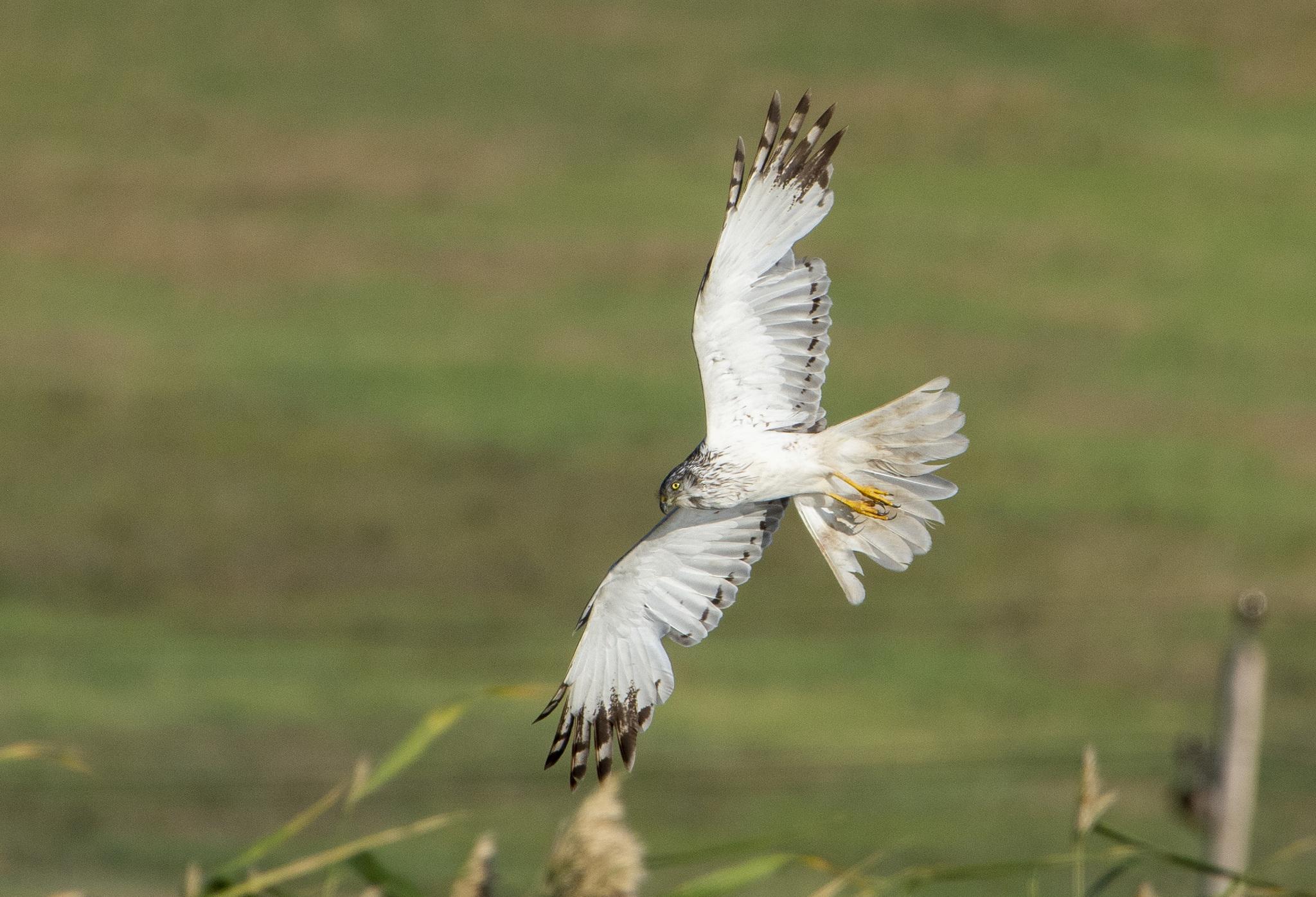 Aguilucho lagunero oriental
