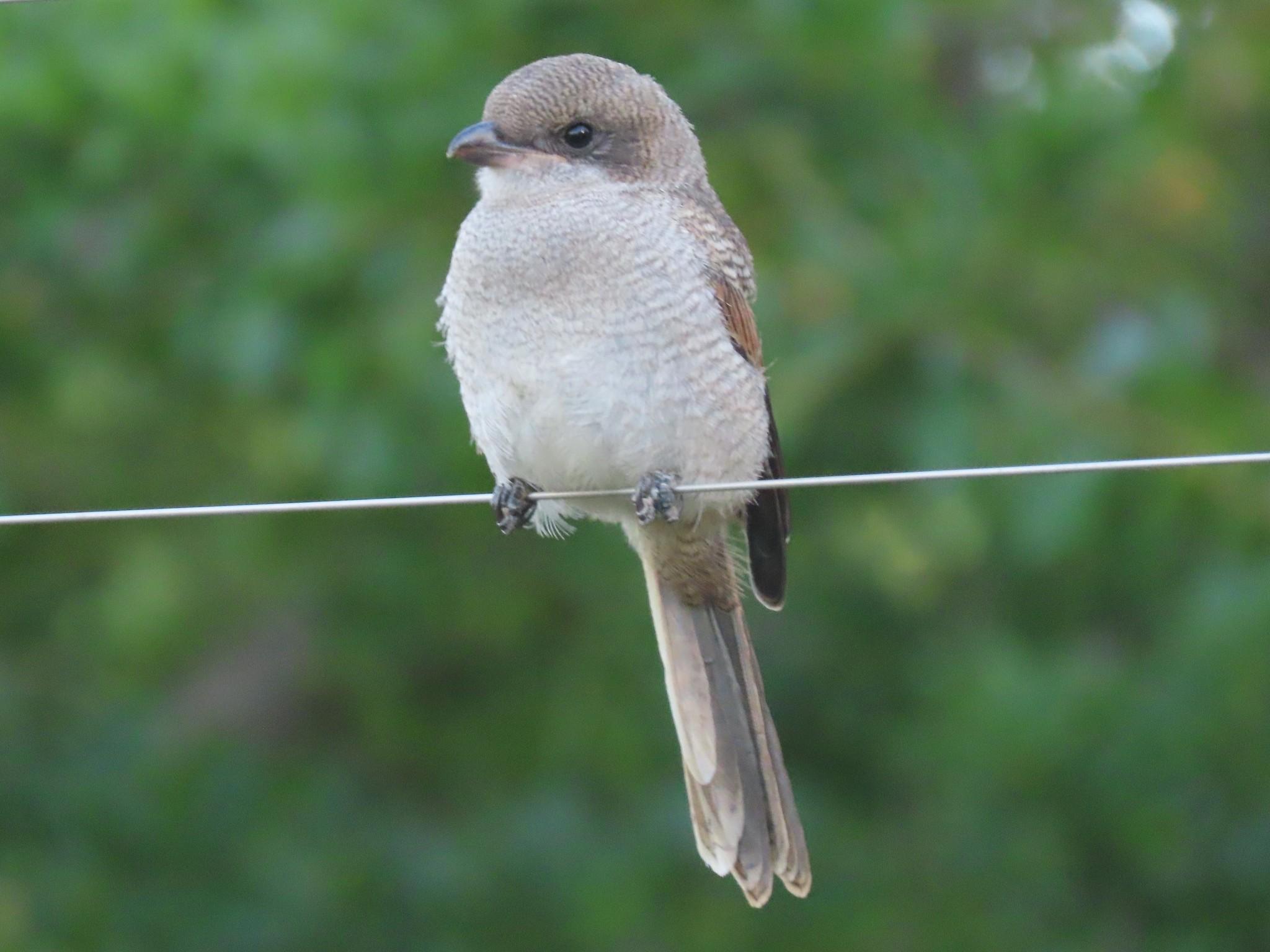 Southern Fiscal