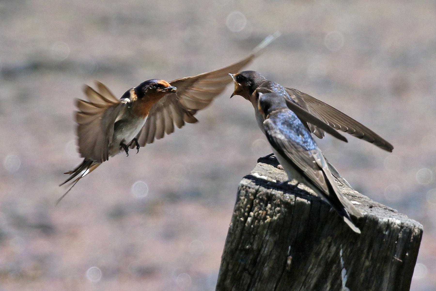 Golondrina australiana