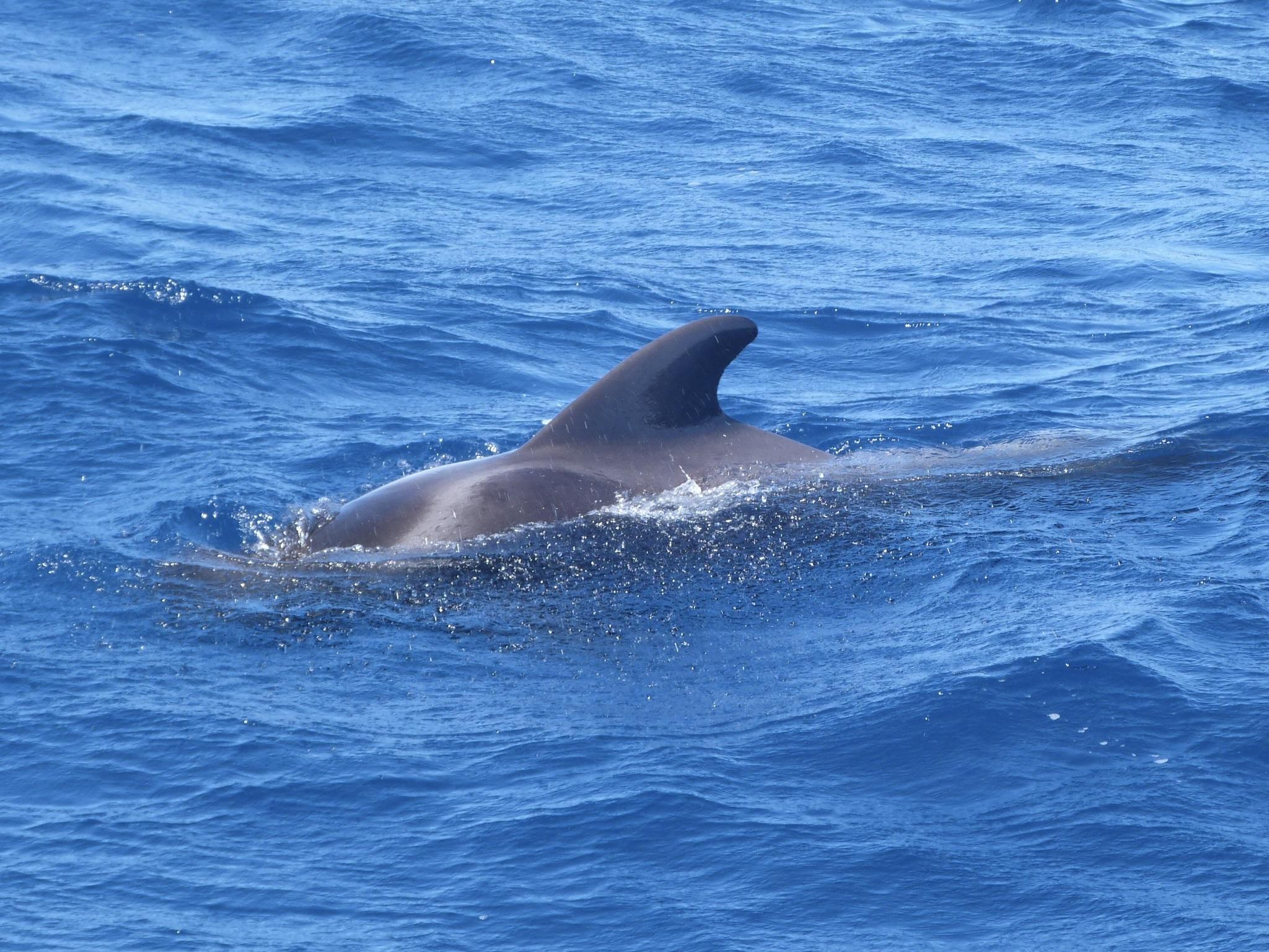 Ballena piloto de aleta larga