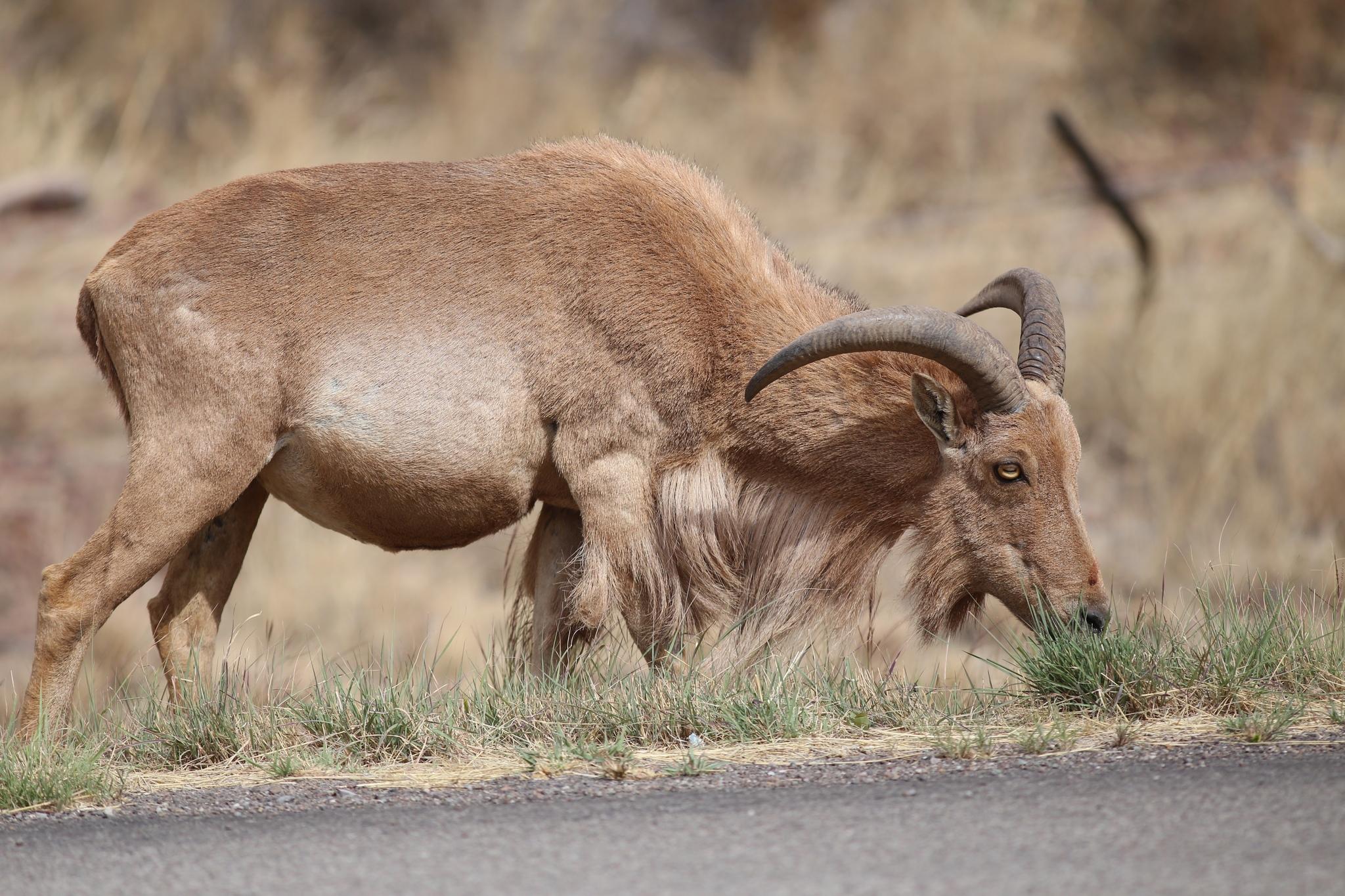 Borrego Aoudad